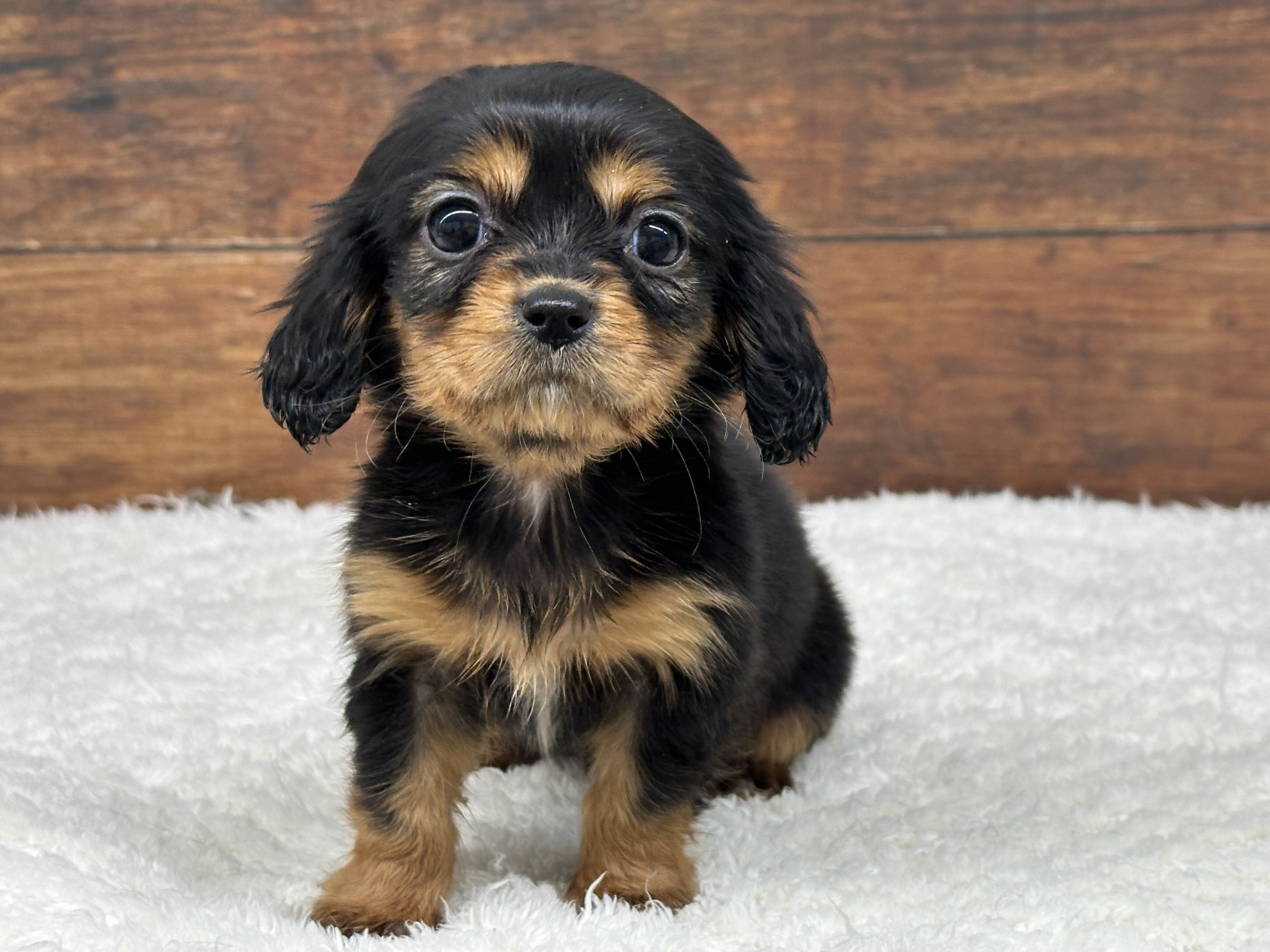 愛知県のハーフ犬・ミックス犬 (ペッツワン名古屋大高インター店/2025年10月3日生まれ/女の子/ブラックタン)の子犬の3枚目の画像