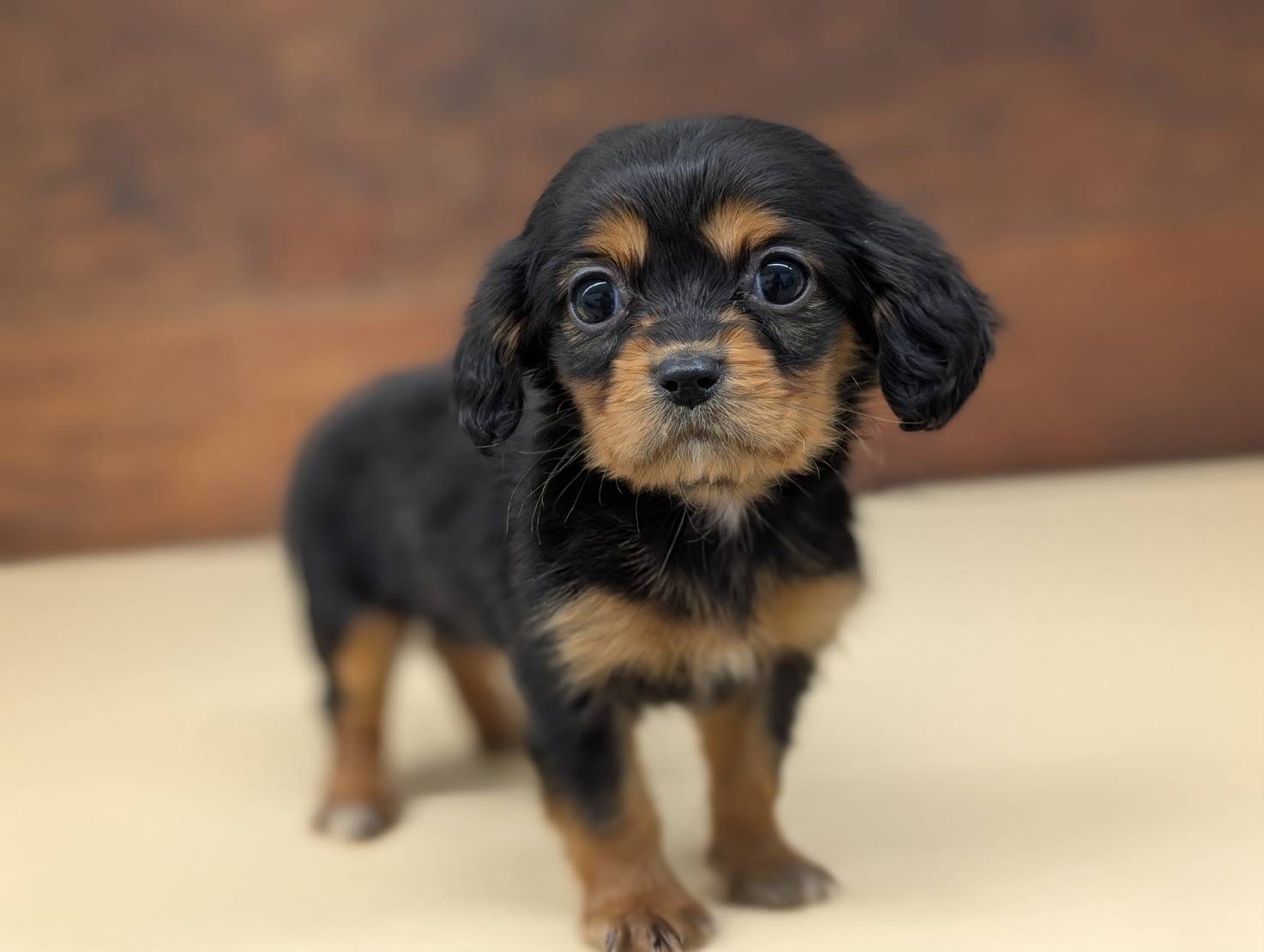 愛知県のハーフ犬・ミックス犬 (ペッツワン名古屋大高インター店/2025年10月3日生まれ/女の子/ブラックタン)の子犬の1枚目の画像