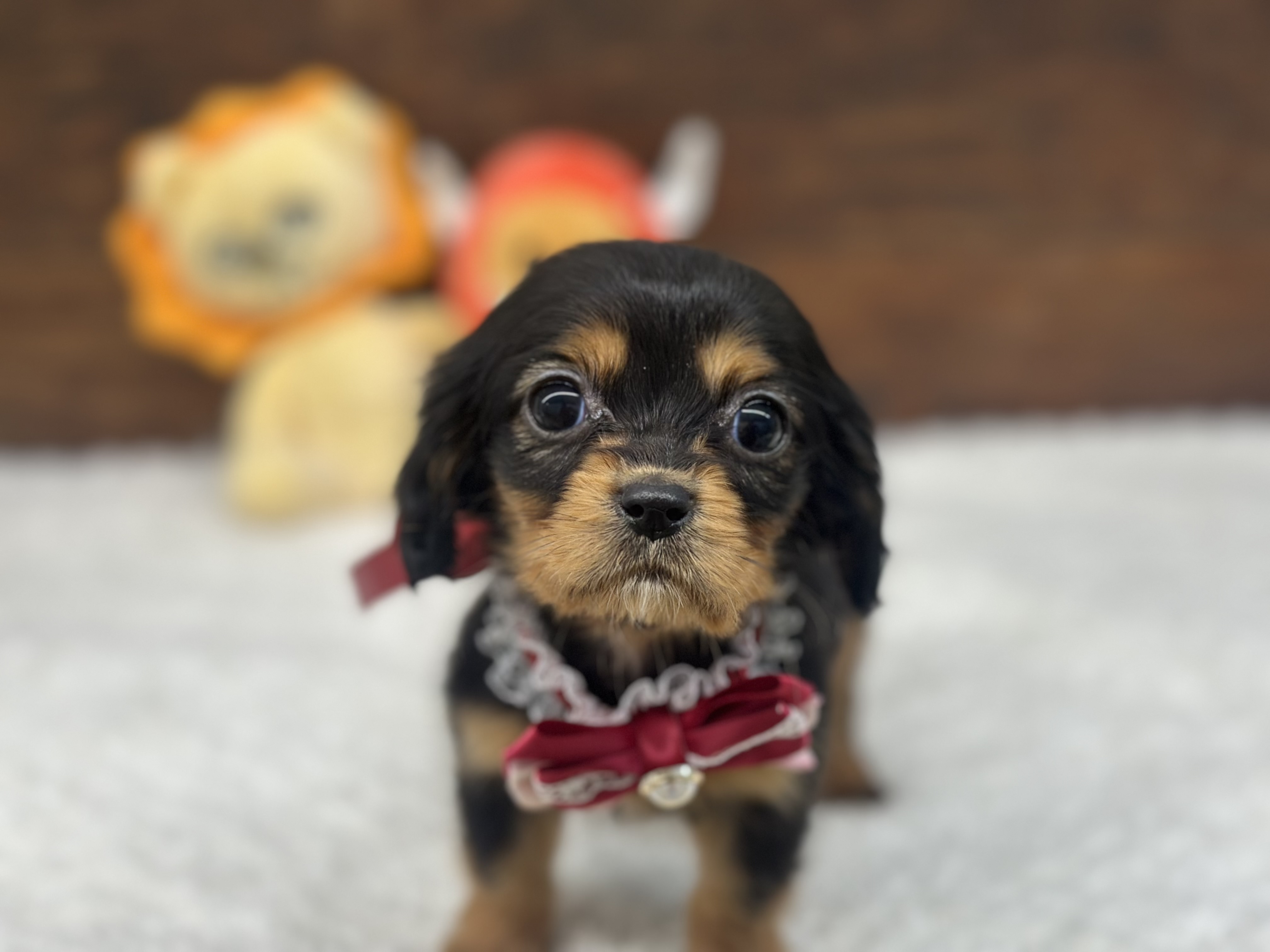 愛知県のハーフ犬・ミックス犬 (ペッツワン名古屋大高インター店/2025年10月3日生まれ/女の子/ブラックタン)の子犬の2枚目の画像