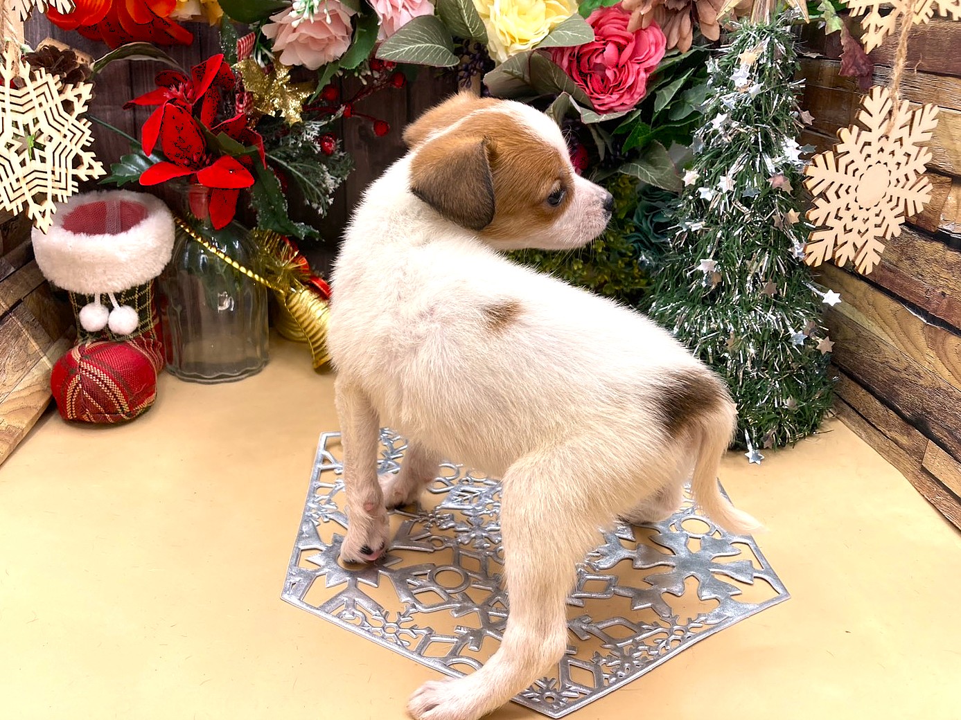 京都府のジャックラッセルテリア (ペッツワン木津川店/2025年10月4日生まれ/女の子/ホワイトタン)の子犬の3枚目の画像