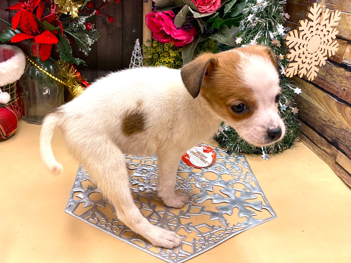 京都府のジャックラッセルテリア (ペッツワン木津川店/2025年10月4日生まれ/女の子/ホワイトタン)の子犬の2枚目の画像