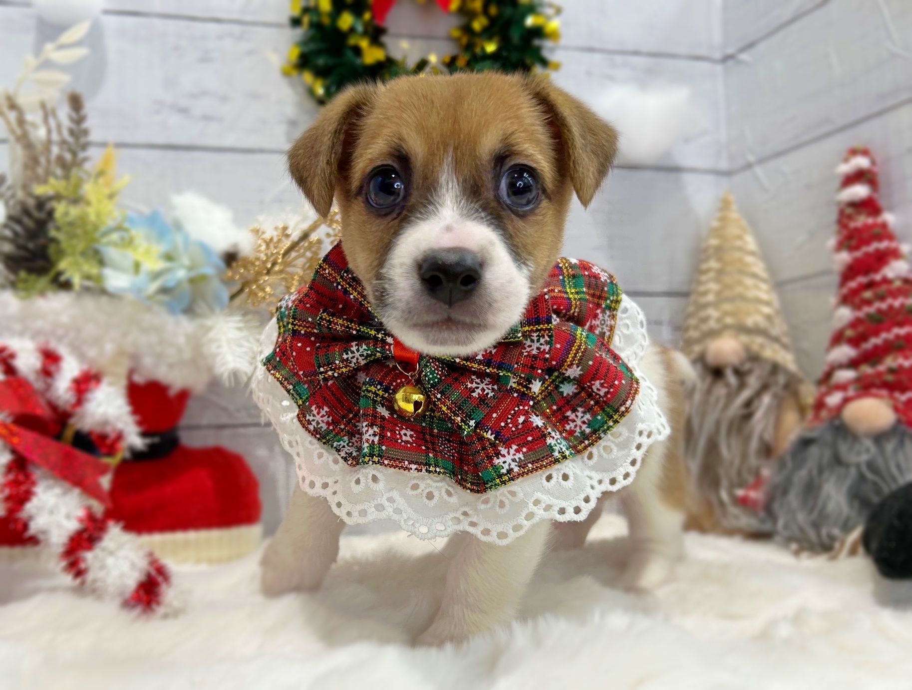 滋賀県のジャックラッセルテリア (ペッツワン堅田店/2025年10月8日生まれ/男の子/タンホワイト)の子犬の1枚目の画像