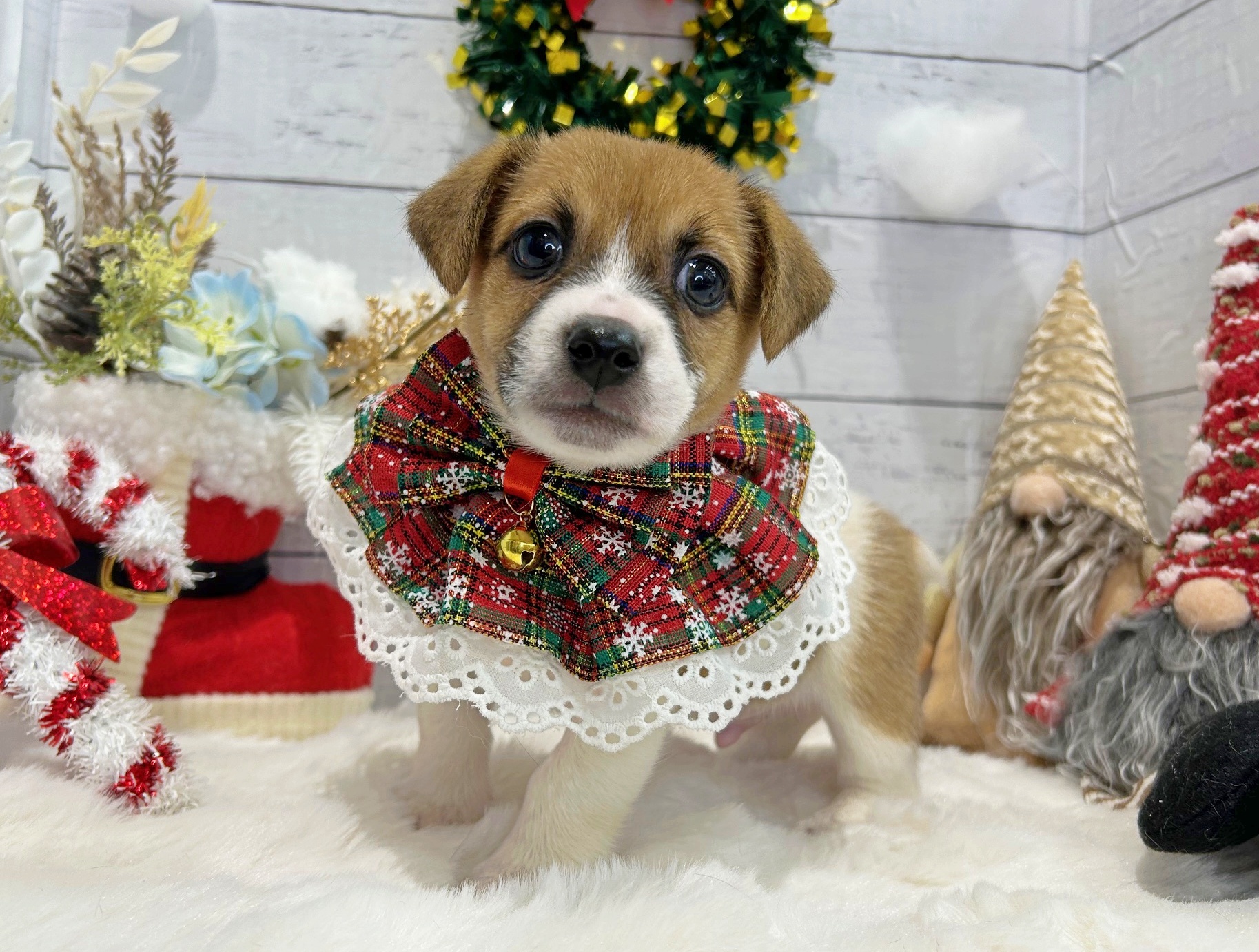 滋賀県のジャックラッセルテリア (ペッツワン堅田店/2025年10月8日生まれ/男の子/タンホワイト)の子犬の2枚目の画像