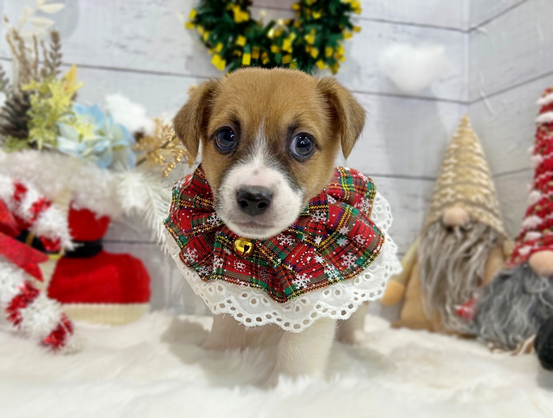 滋賀県のジャックラッセルテリア (ペッツワン堅田店/2025年10月8日生まれ/男の子/タンホワイト)の子犬の3枚目の画像