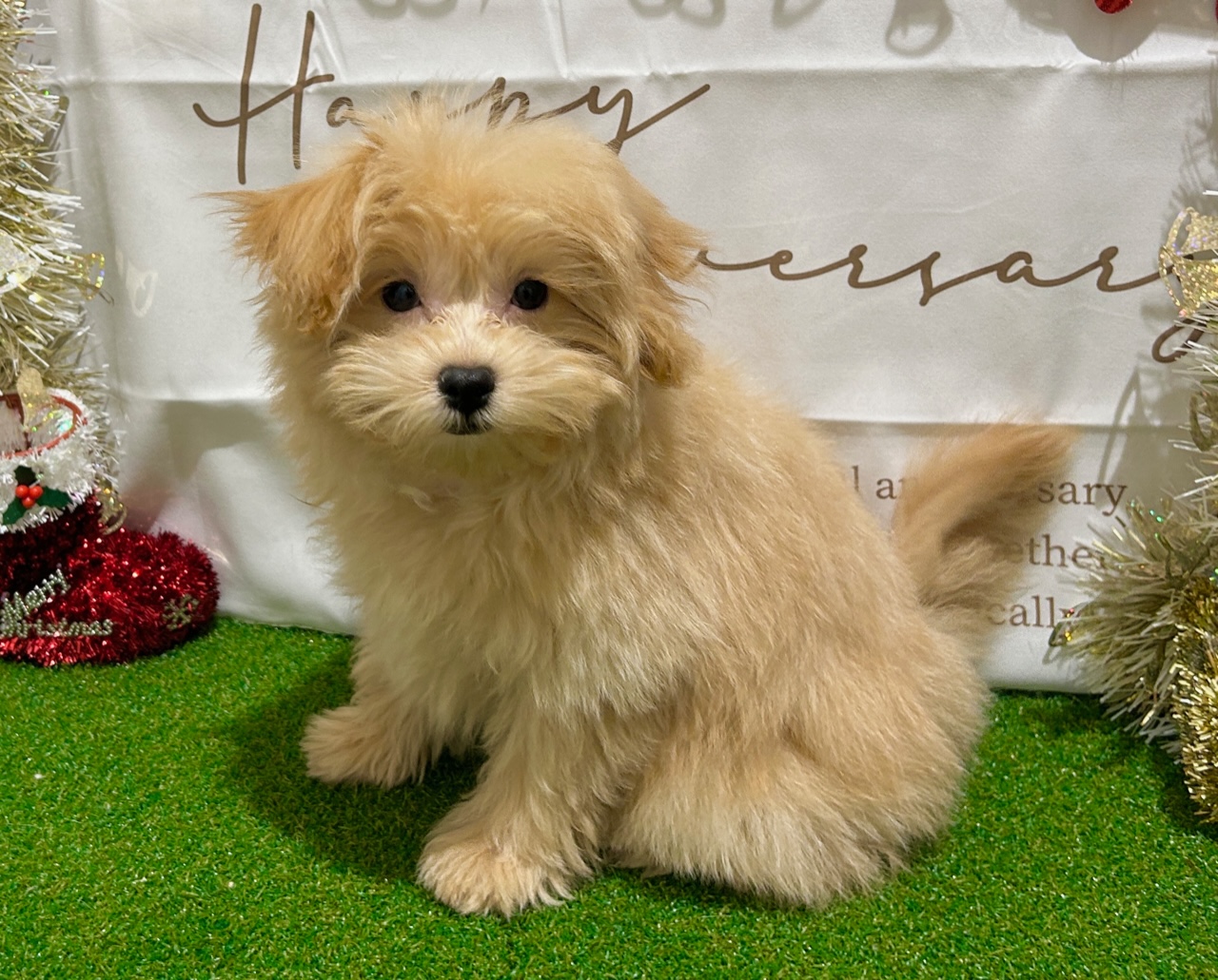 茨城県のハーフ犬・ミックス犬 (ペッツワン水戸店/2025年8月21日生まれ/男の子/アプリコット)の子犬の3枚目の画像