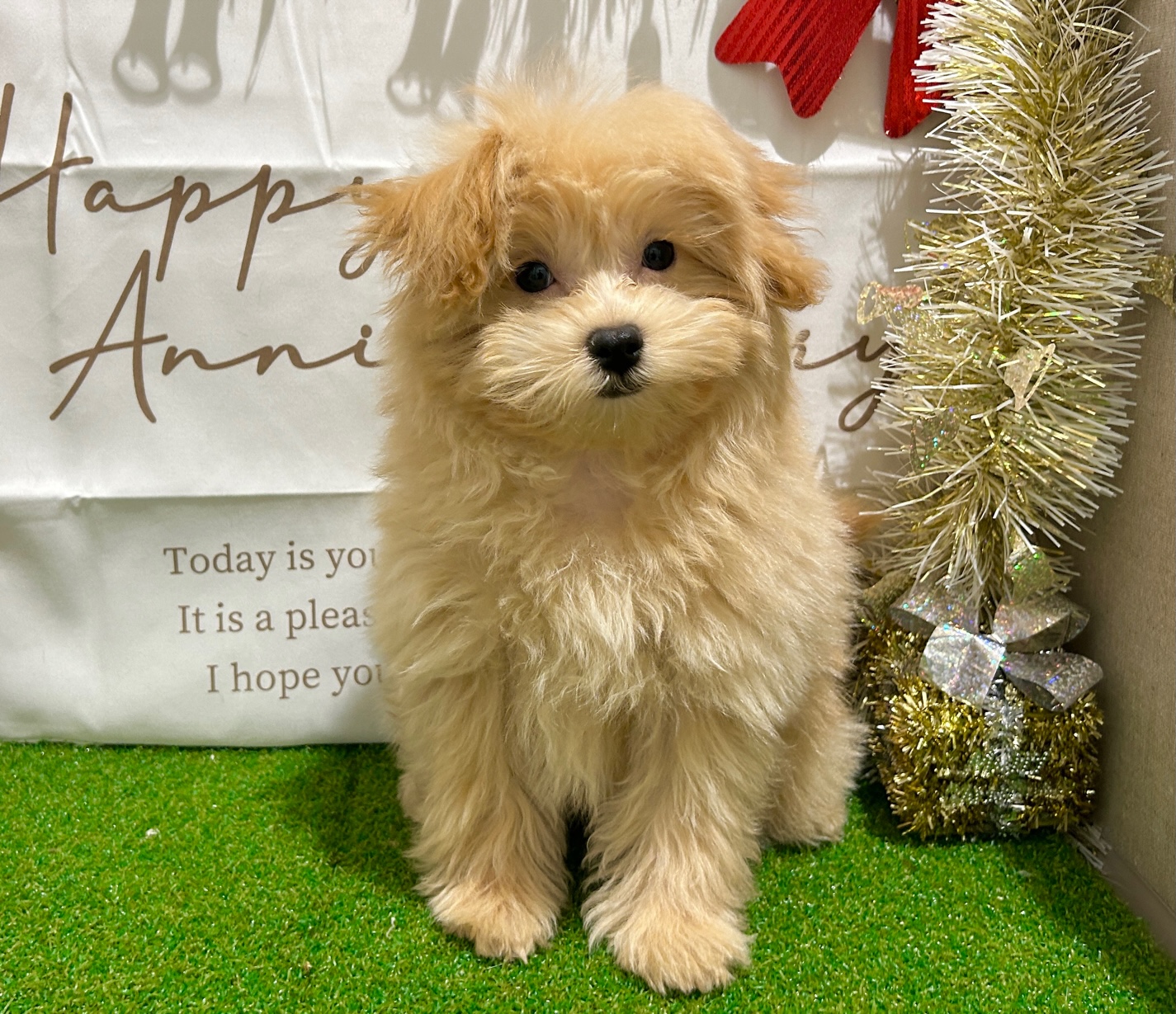 茨城県のハーフ犬・ミックス犬 (ペッツワン水戸店/2025年8月21日生まれ/男の子/アプリコット)の子犬の2枚目の画像