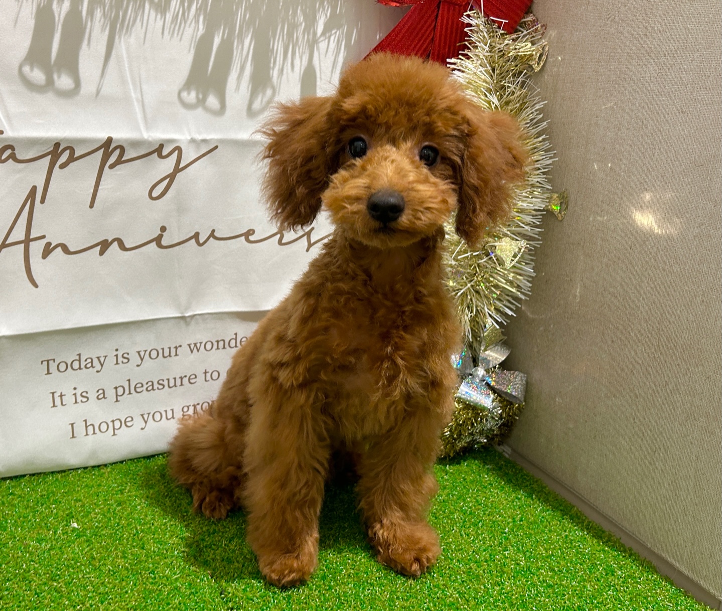 茨城県のトイプードル(トイ) (ペッツワン水戸店/2025年8月10日生まれ/男の子/レッド)の子犬の2枚目の画像