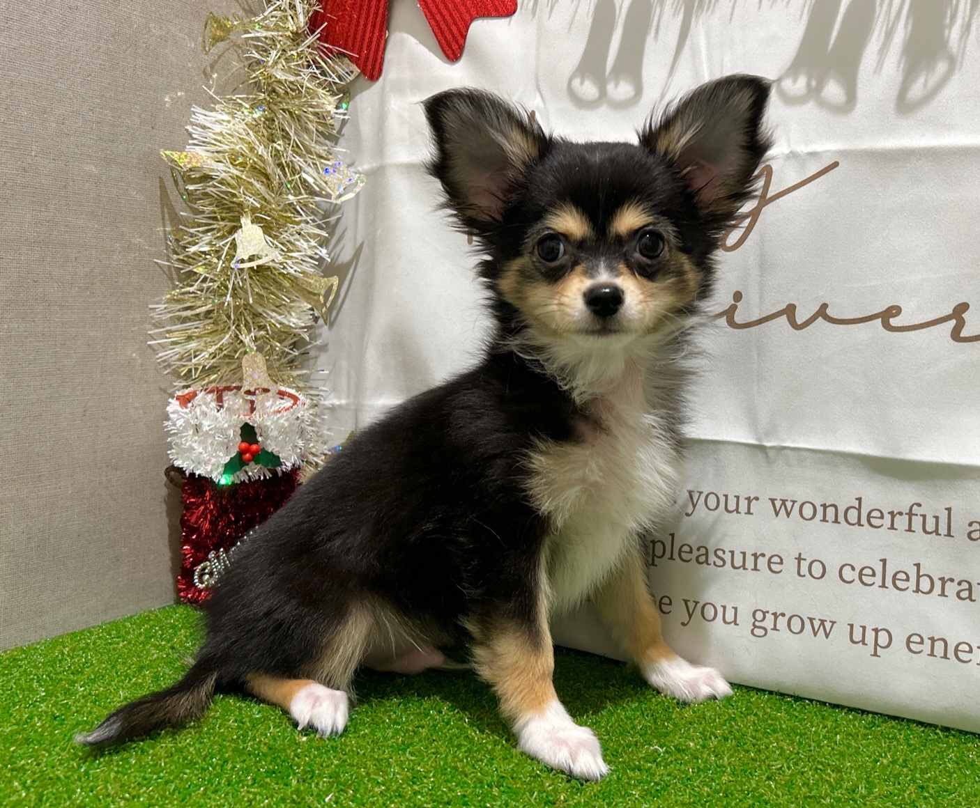 茨城県のチワワ(ロング) (ペッツワン水戸店/2025年8月28日生まれ/男の子/ブラックタン)の子犬の2枚目の画像