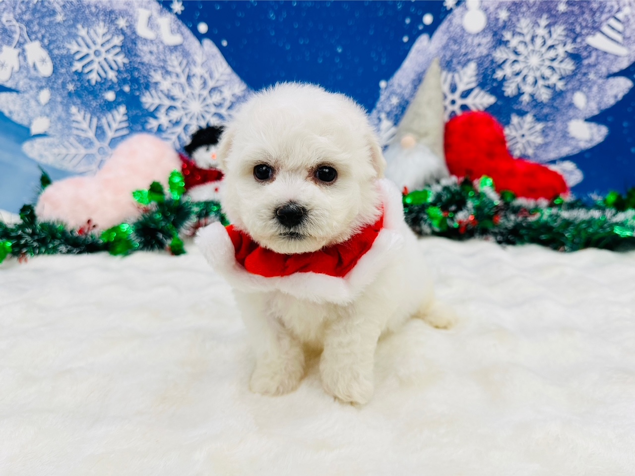 兵庫県のビションフリーゼ (ペッツワン神戸深江浜店/2025年10月5日生まれ/男の子/ホワイト)の子犬