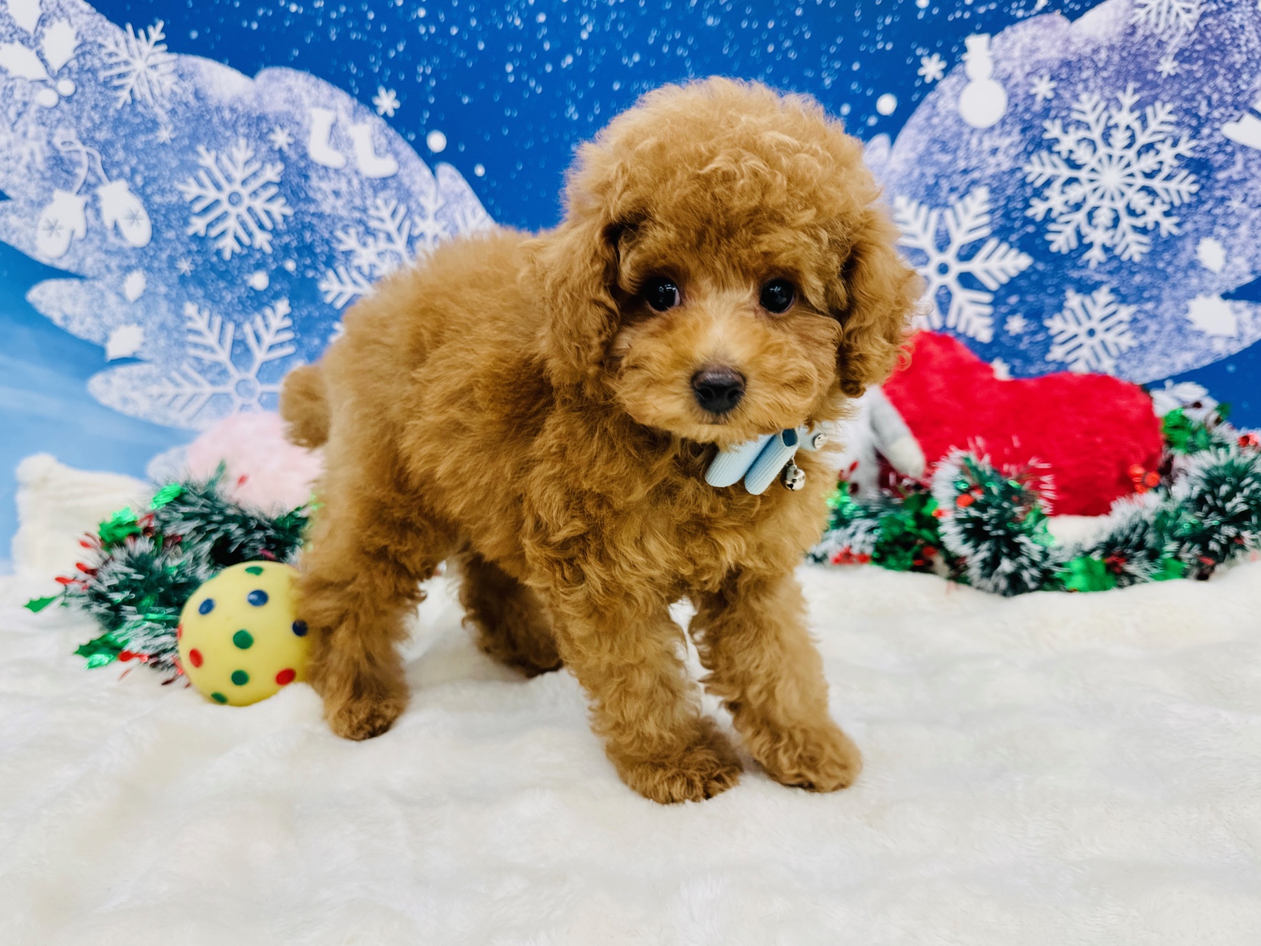 兵庫県のトイプードル(トイ) (ペッツワン神戸深江浜店/2025年9月15日生まれ/男の子/レッドフォーン)の子犬の2枚目の画像