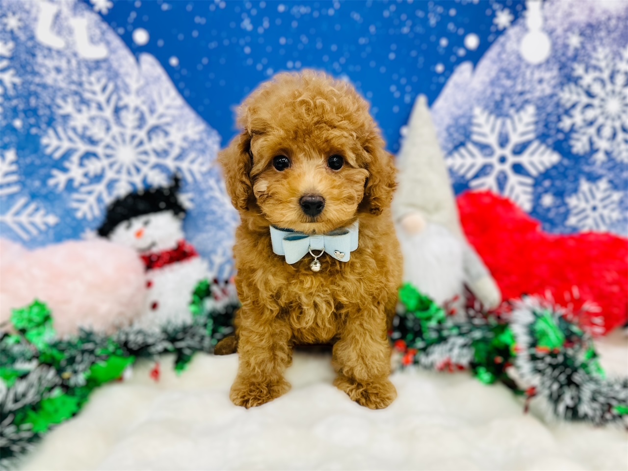 兵庫県のトイプードル(トイ) (ペッツワン神戸深江浜店/2025年9月15日生まれ/男の子/レッドフォーン)の子犬