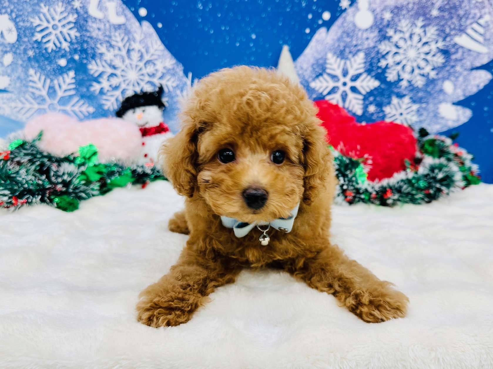 兵庫県のトイプードル(トイ) (ペッツワン神戸深江浜店/2025年9月15日生まれ/男の子/レッドフォーン)の子犬の3枚目の画像