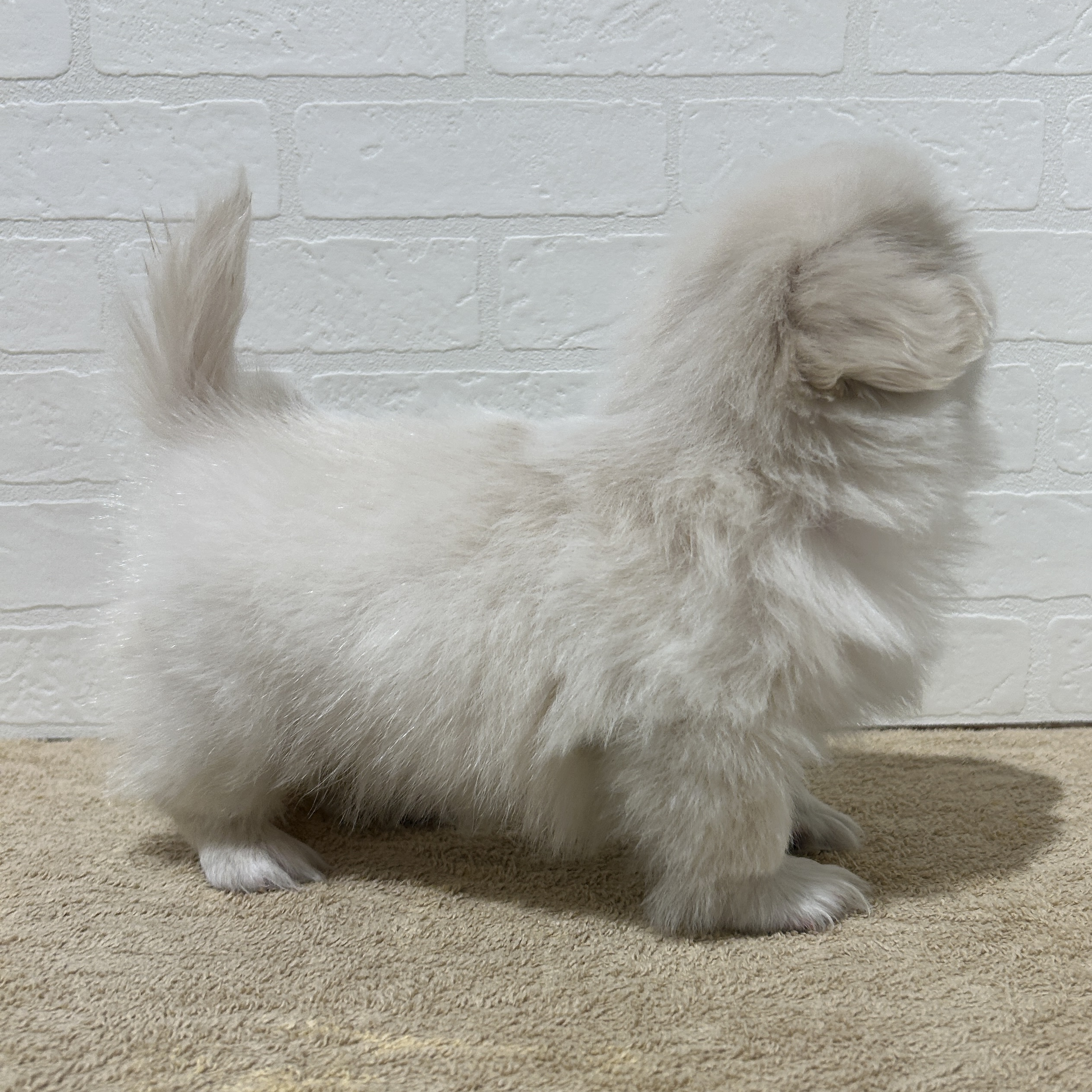 愛知県のペキニーズ (ペッツワン常滑店/2025年10月8日生まれ/女の子/クリームホワイト)の子犬の3枚目の画像