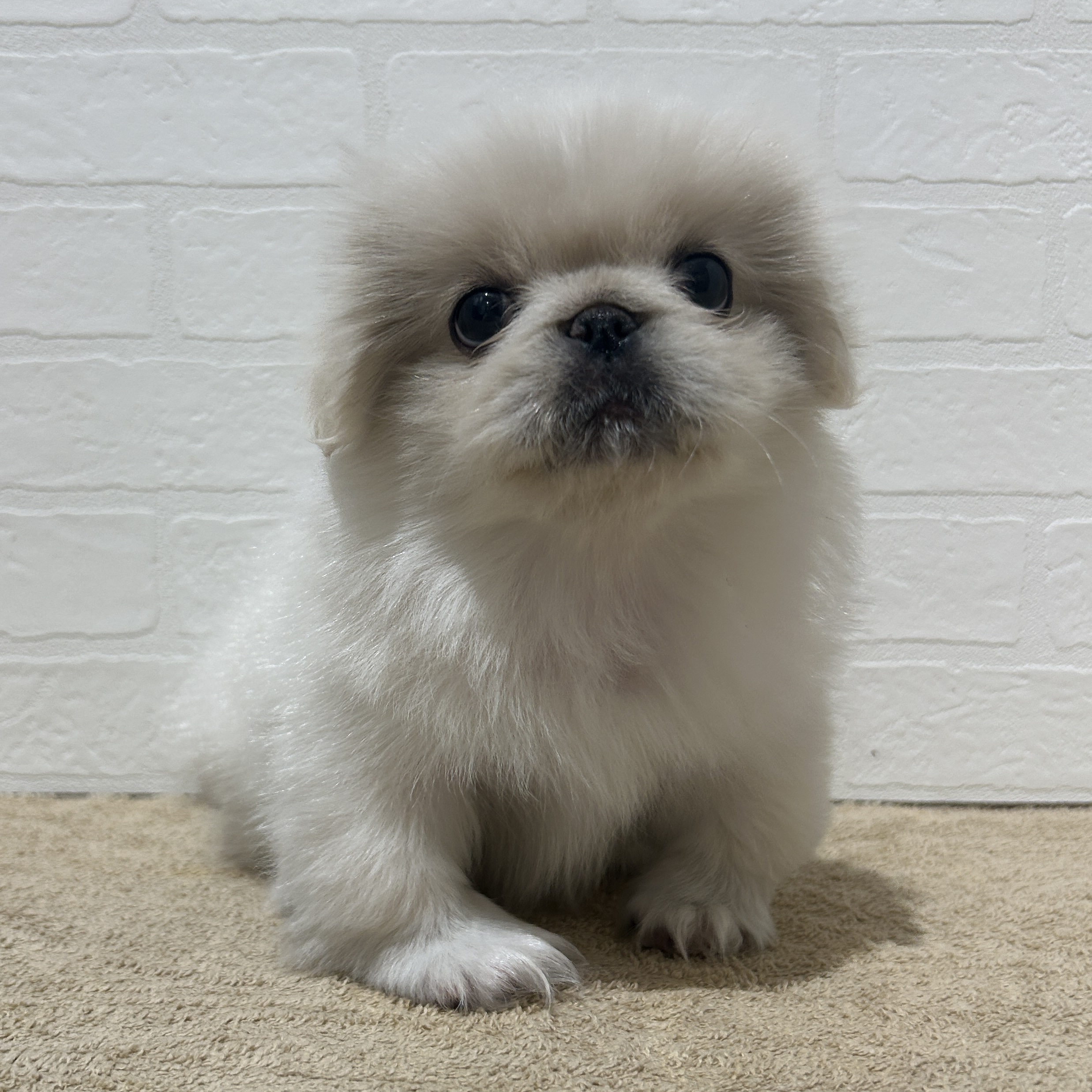 愛知県のペキニーズ (ペッツワン常滑店/2025年10月8日生まれ/女の子/クリームホワイト)の子犬の1枚目の画像