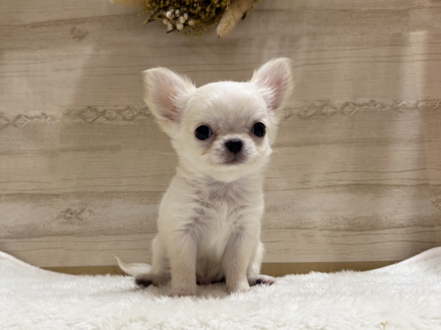 三重県のチワワ(ロング) (ペッツワンみえ川越インター店/2025年10月7日生まれ/男の子/クリーム)の子犬