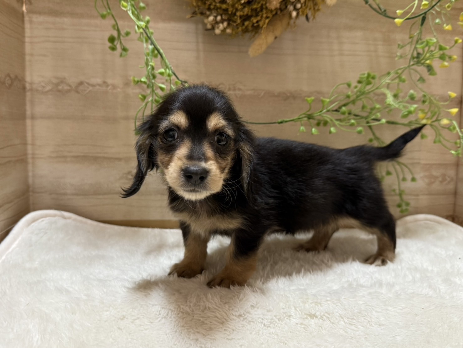 三重県のミニチュアダックスフンド(ロング) (ペッツワンみえ川越インター店/2025年10月11日生まれ/女の子/ブラックイエロー)の子犬