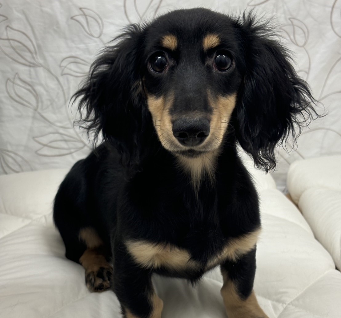 茨城県のミニチュアダックスフンド(ロング) (ペッツワン石岡玉里店/2025年7月16日生まれ/女の子/ブラックイエロー)の子犬