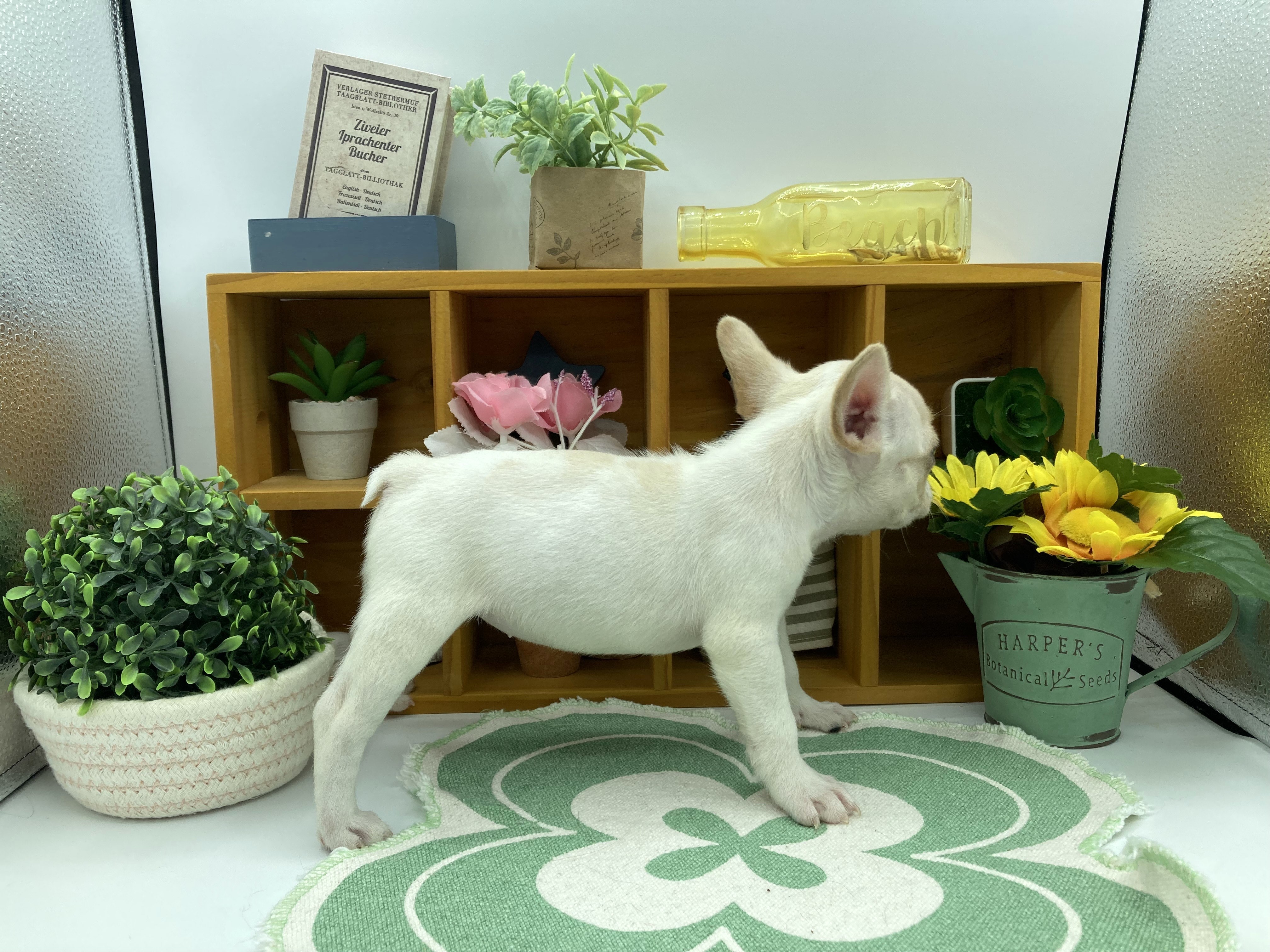 静岡県のフレンチブルドッグ (ペッツワン清水店/2025年9月19日生まれ/女の子/クリーム)の子犬の2枚目の画像