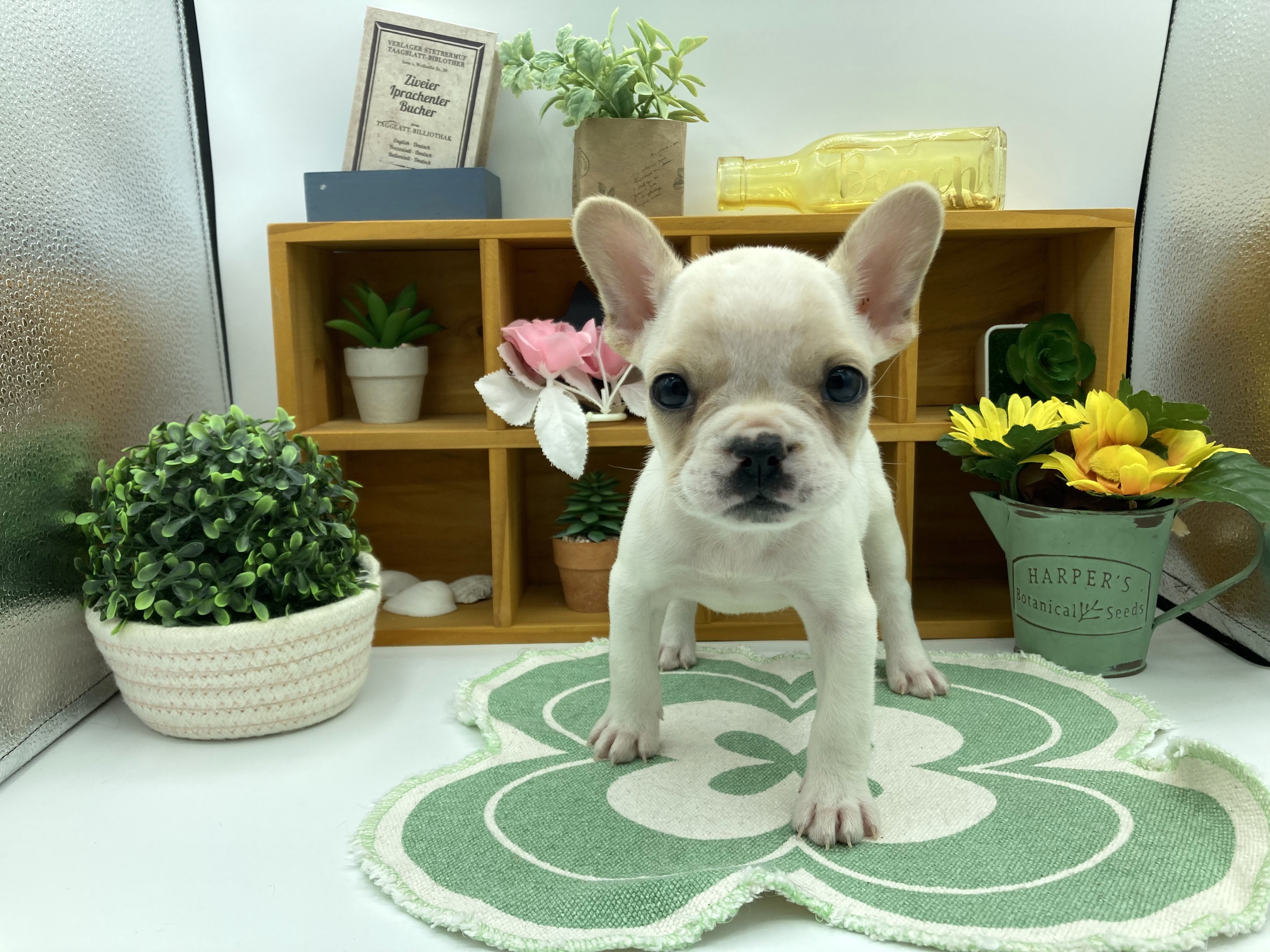静岡県のフレンチブルドッグ (ペッツワン清水店/2025年9月19日生まれ/女の子/クリーム)の子犬の1枚目の画像