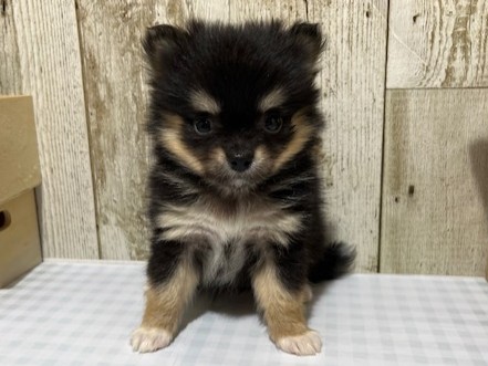 静岡県のハーフ犬・ミックス犬 (ペッツワン浜松都田テクノ店/2025年10月5日生まれ/女の子/ブラックタン)の子犬