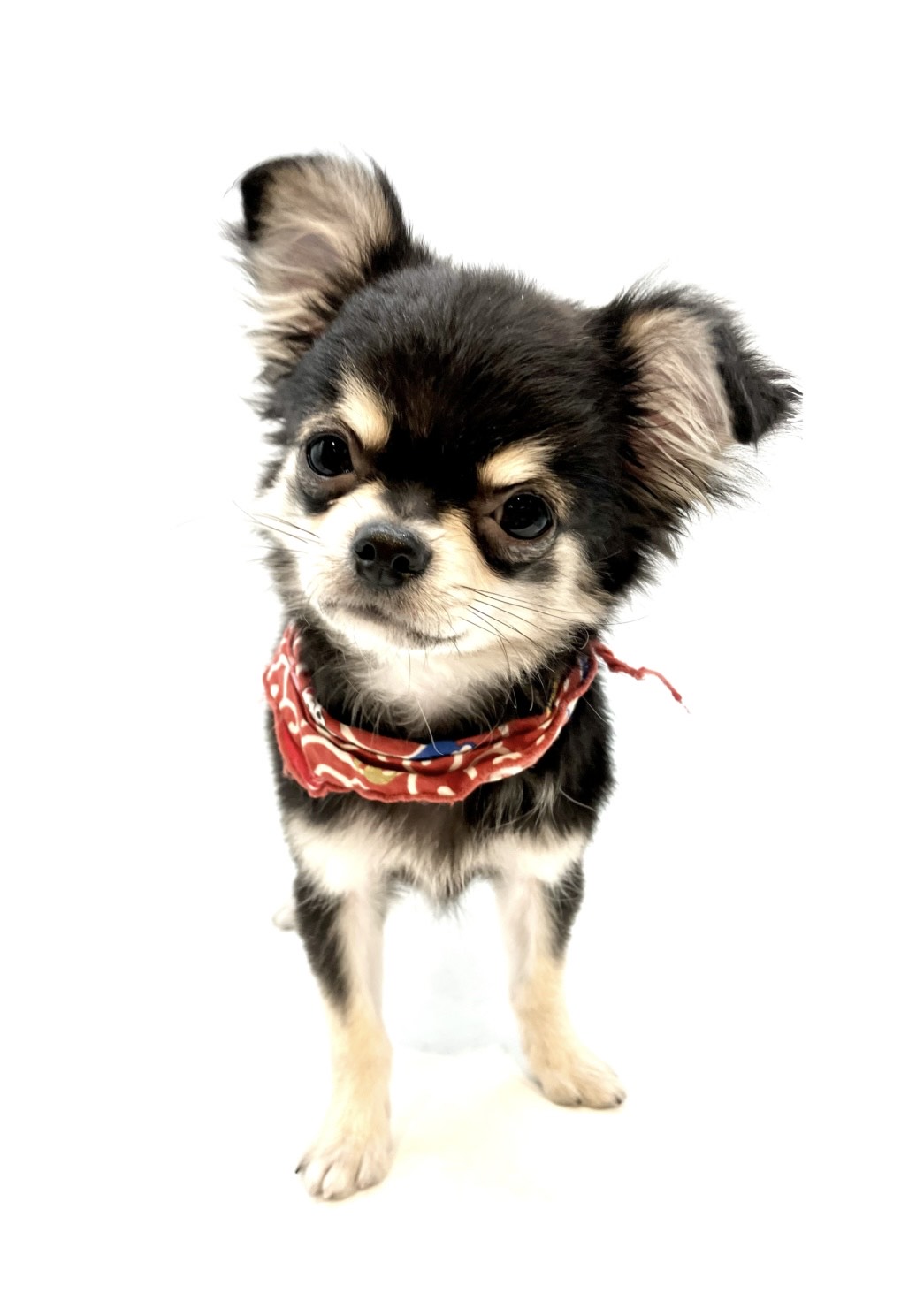 埼玉県のチワワ(ロング) (ペッツワン行田店/2025年8月19日生まれ/男の子/ブラックタン)の子犬の1枚目の画像