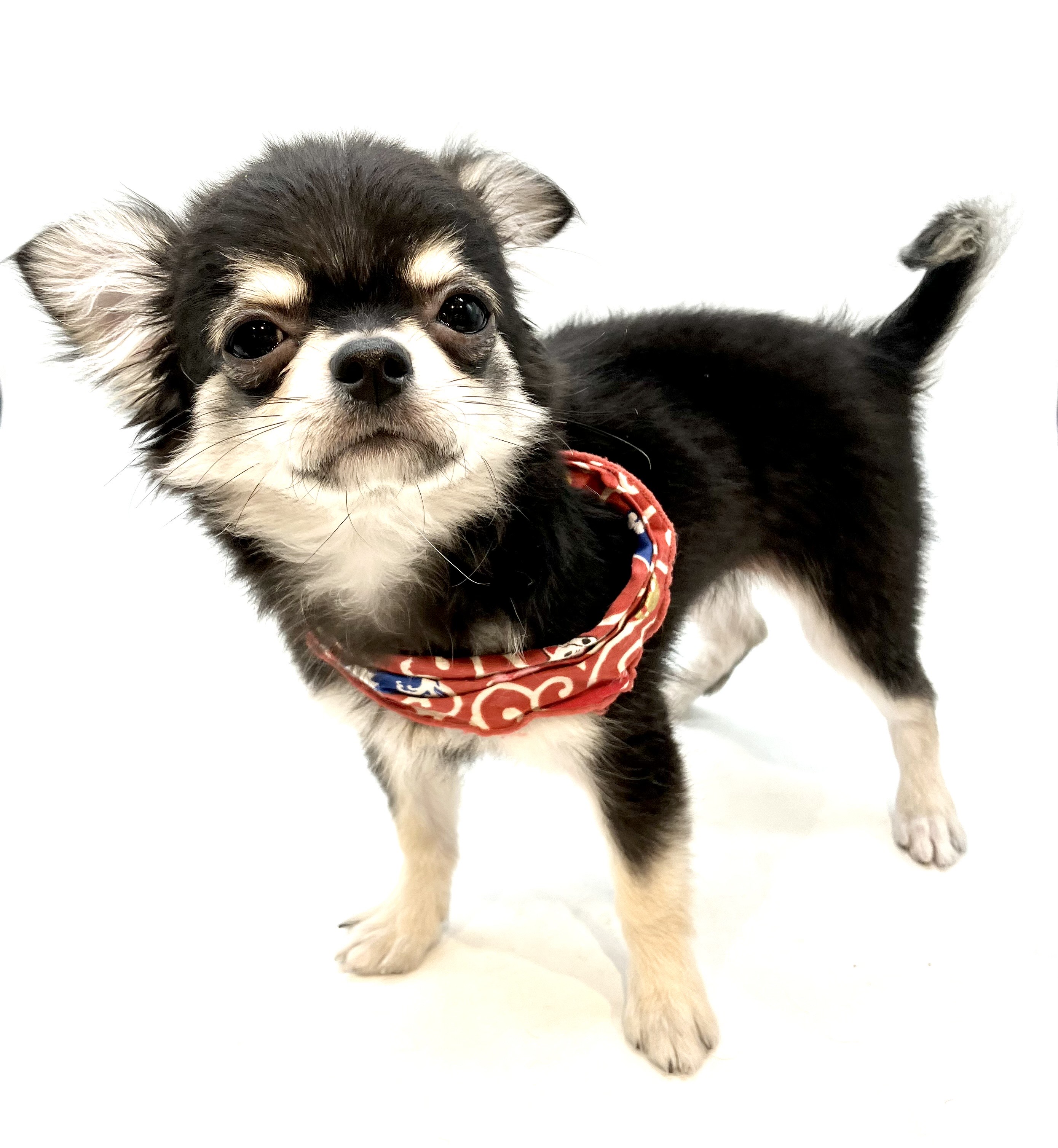 埼玉県のチワワ(ロング) (ペッツワン行田店/2025年8月19日生まれ/男の子/ブラックタン)の子犬の2枚目の画像