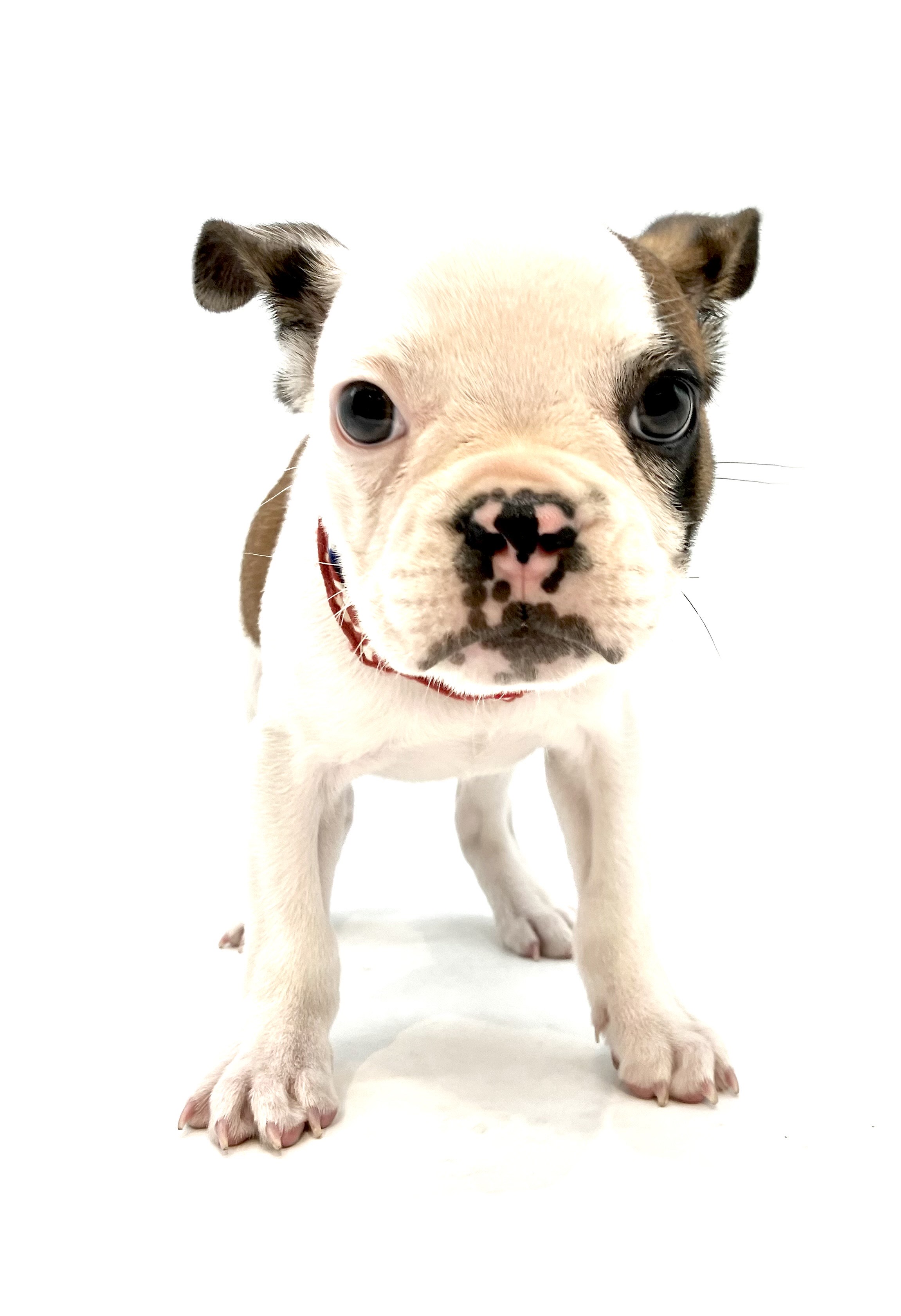 埼玉県のフレンチブルドッグ (ペッツワン行田店/2025年9月1日生まれ/男の子/パイド)の子犬の1枚目の画像