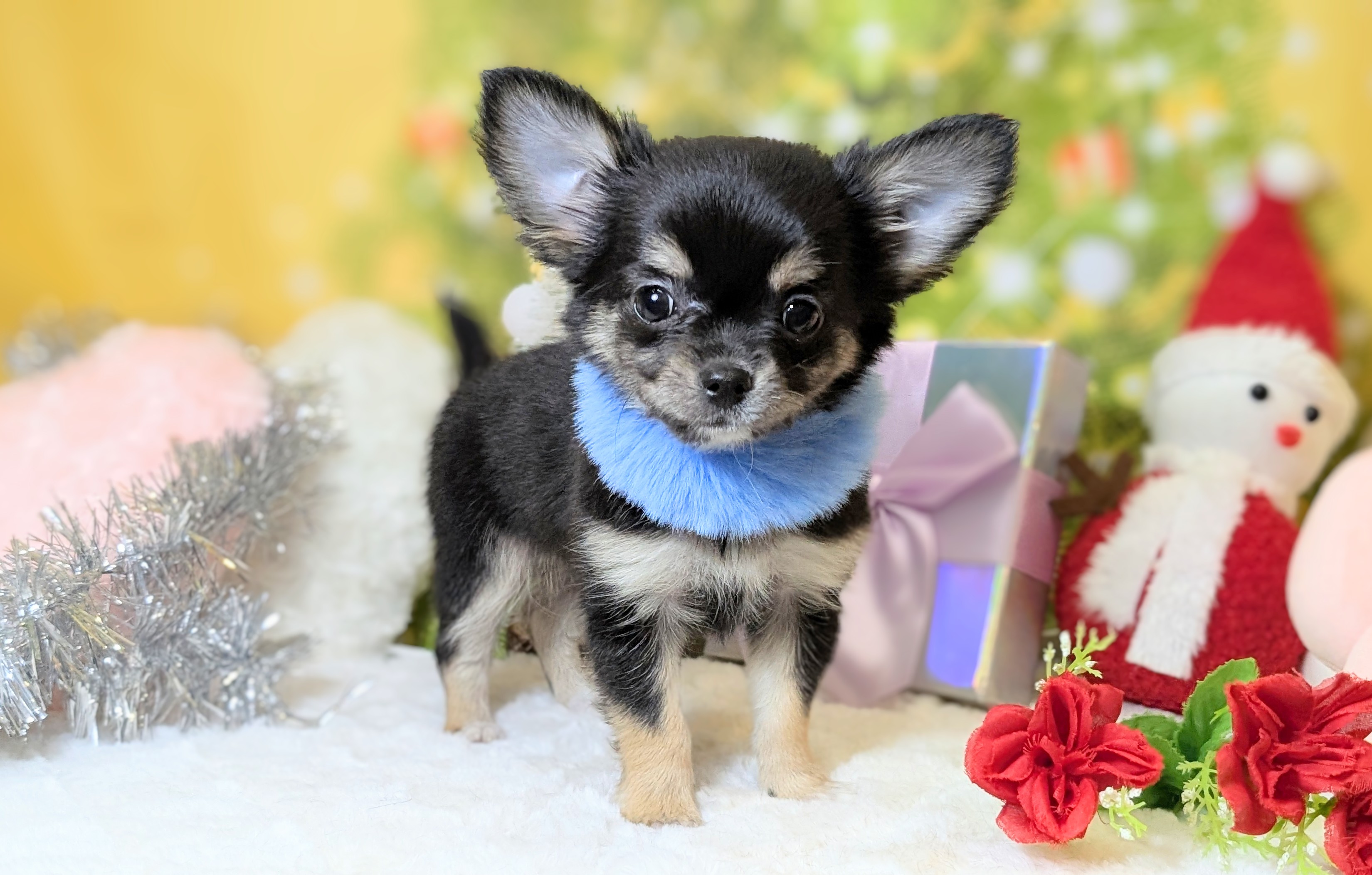 兵庫県のチワワ(ロング) (ペッツワン神戸西神南店/2025年9月23日生まれ/男の子/ブラックタンホワイト)の子犬の2枚目の画像