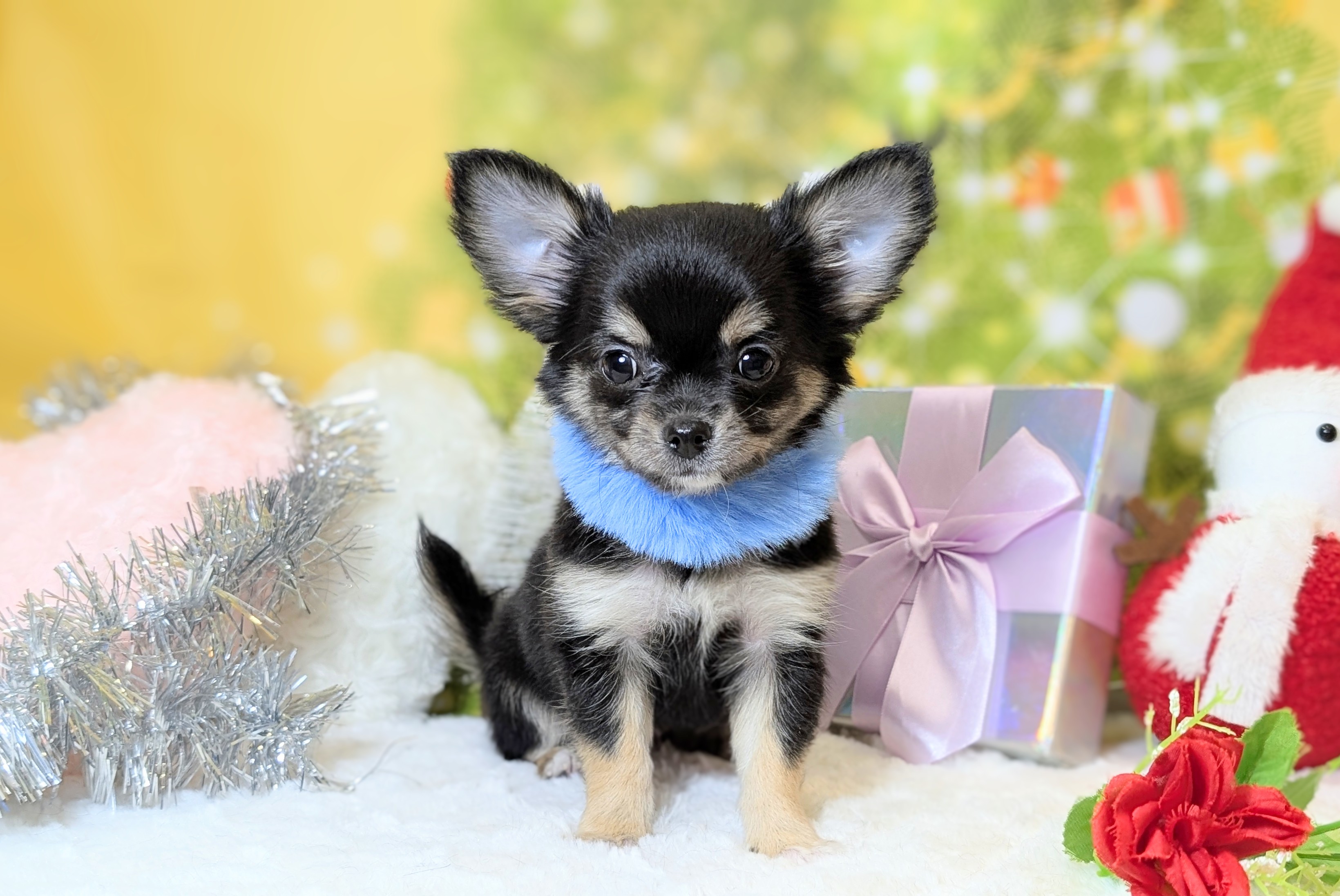 兵庫県のチワワ(ロング) (ペッツワン神戸西神南店/2025年9月23日生まれ/男の子/ブラックタンホワイト)の子犬の3枚目の画像