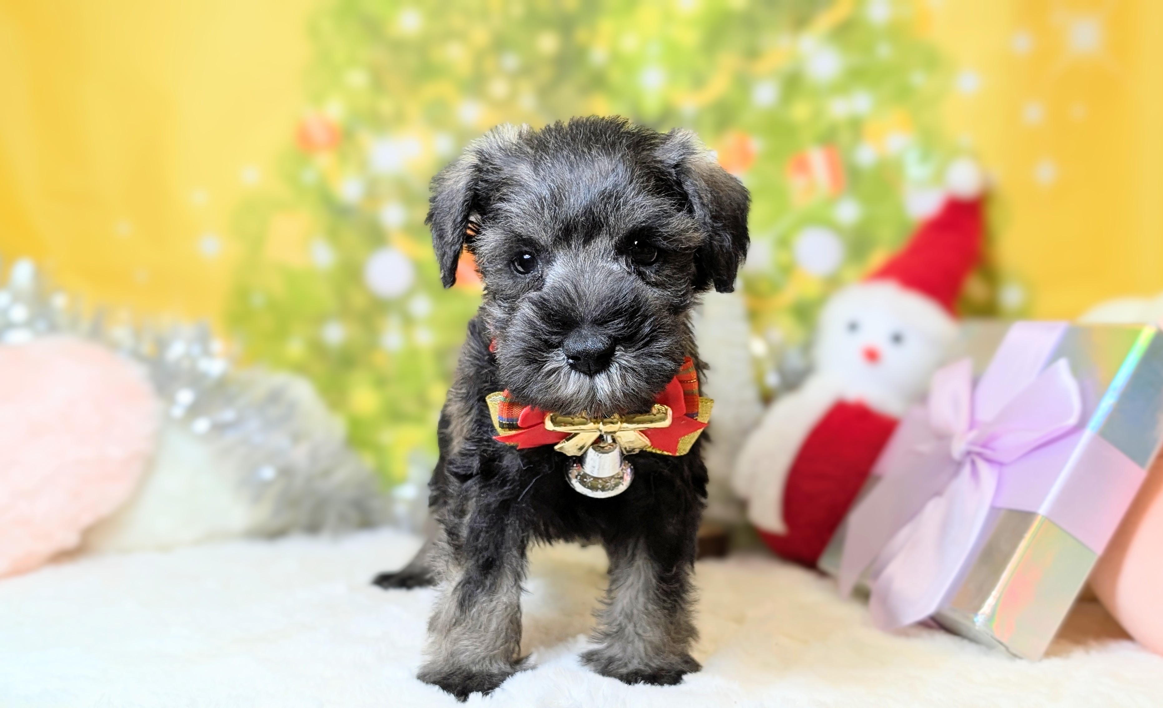 兵庫県のミニチュアシュナウザー (ペッツワン神戸西神南店/2025年10月4日生まれ/男の子/ソルトペッパー)の子犬の2枚目の画像