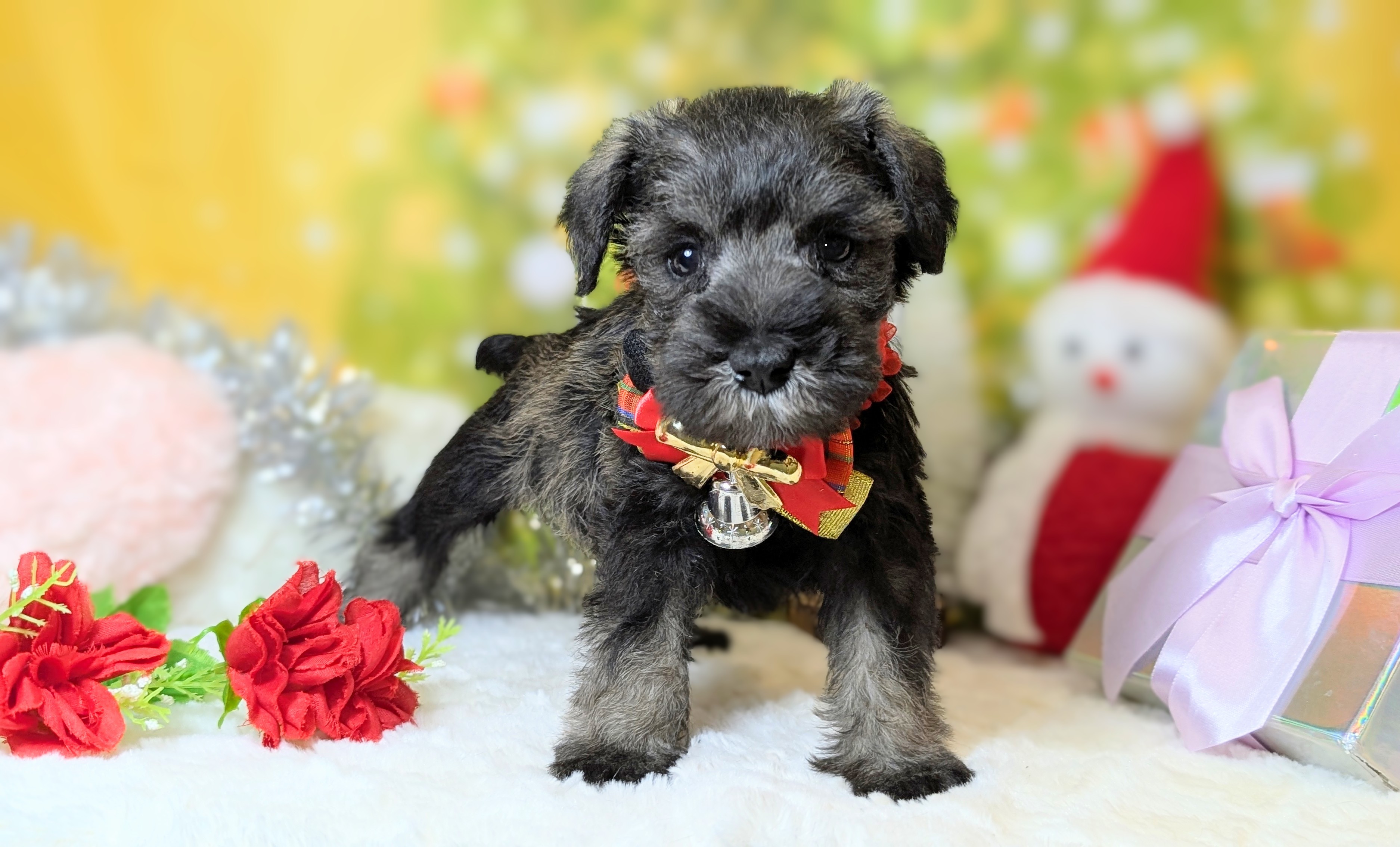 兵庫県のミニチュアシュナウザー (ペッツワン神戸西神南店/2025年10月4日生まれ/男の子/ソルトペッパー)の子犬
