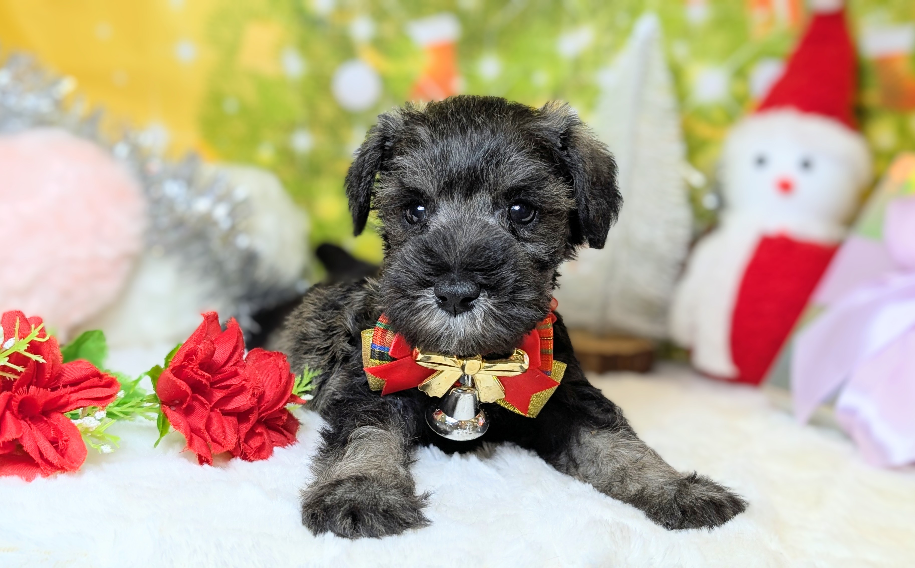 兵庫県のミニチュアシュナウザー (ペッツワン神戸西神南店/2025年10月4日生まれ/男の子/ソルトペッパー)の子犬の3枚目の画像