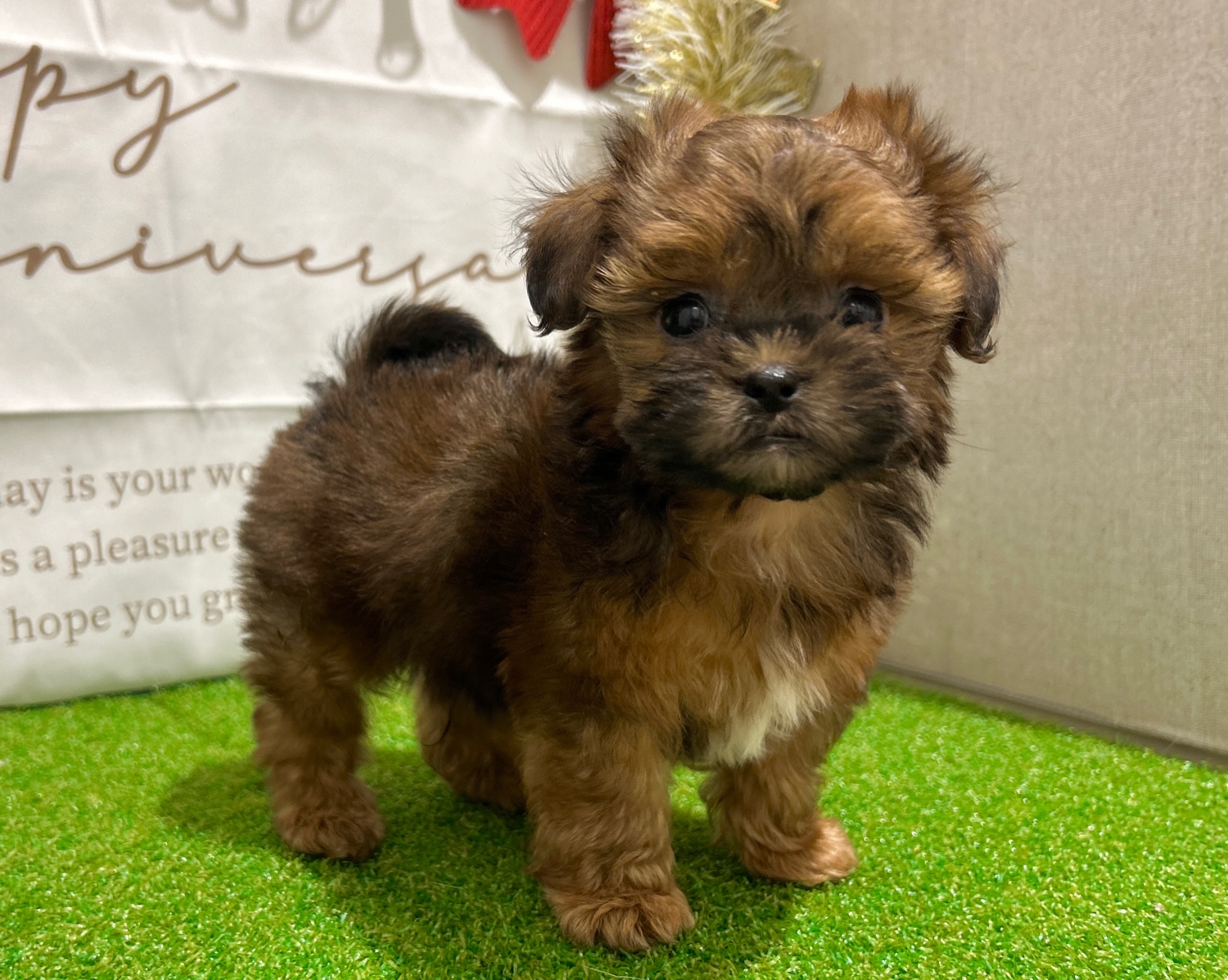 茨城県のハーフ犬・ミックス犬 (ペッツワン水戸店/2025年10月7日生まれ/男の子/レッド)の子犬の2枚目の画像
