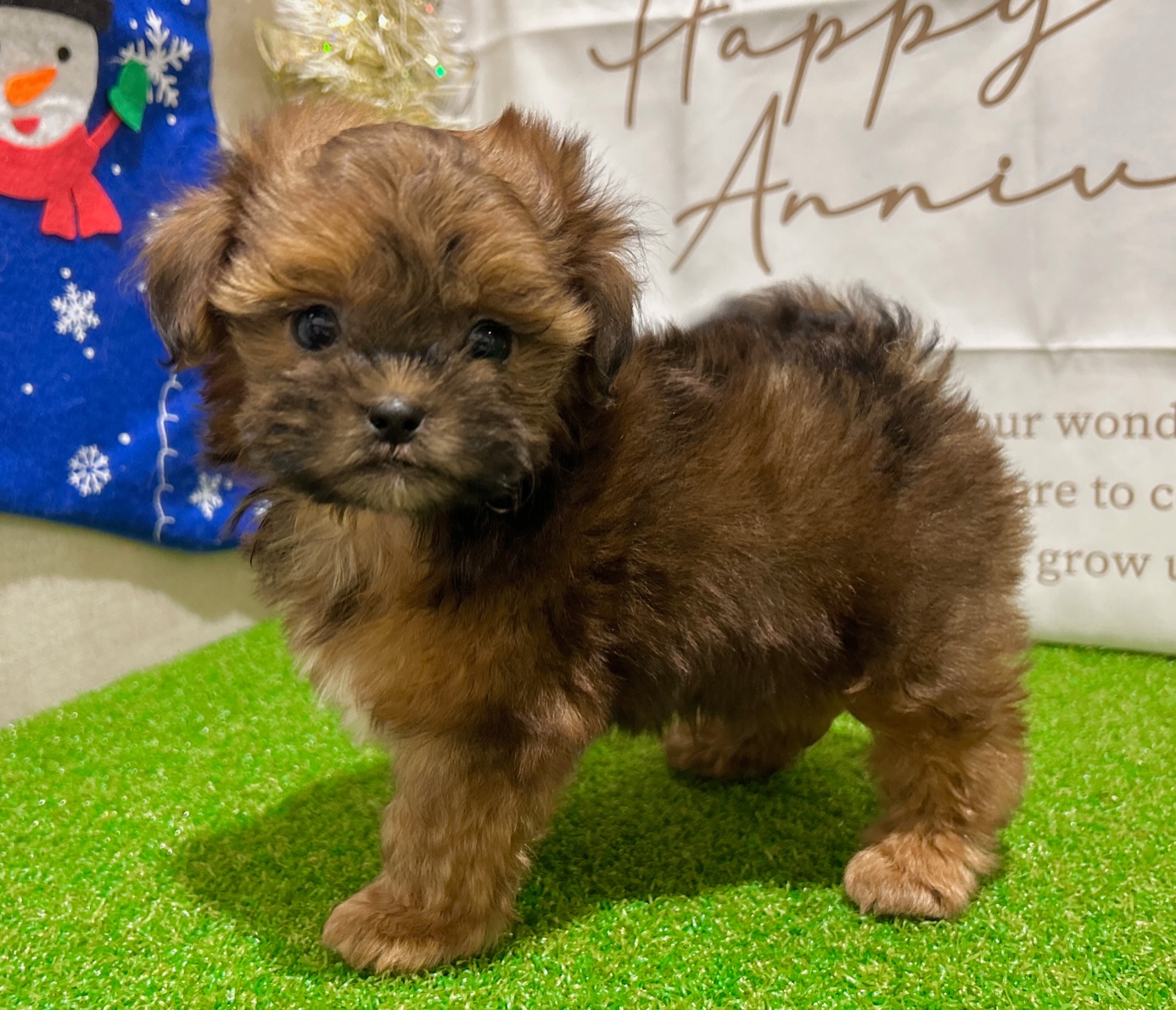 茨城県のハーフ犬・ミックス犬 (ペッツワン水戸店/2025年10月7日生まれ/男の子/レッド)の子犬の1枚目の画像