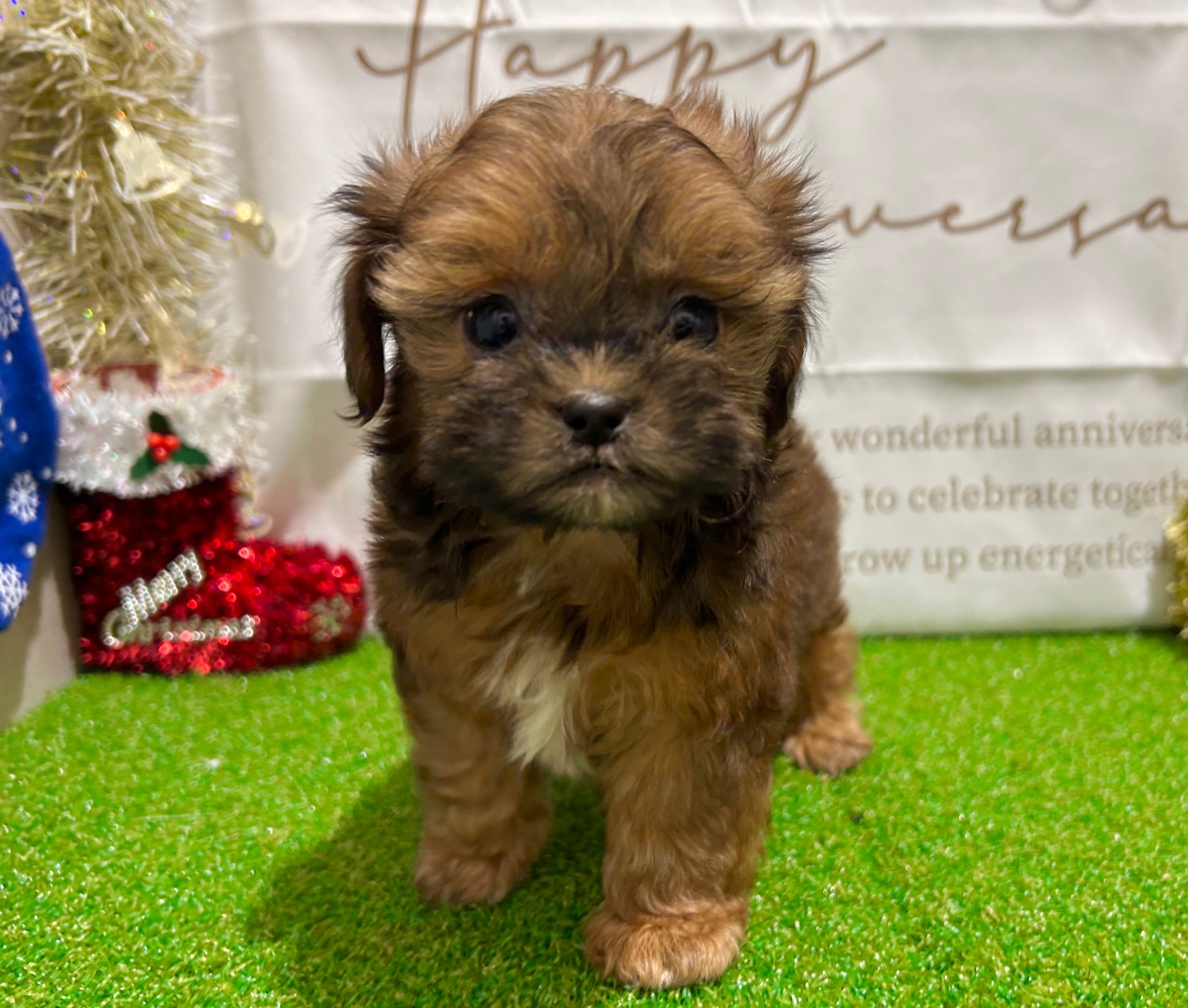 茨城県のハーフ犬・ミックス犬 (ペッツワン水戸店/2025年10月7日生まれ/男の子/レッド)の子犬の3枚目の画像
