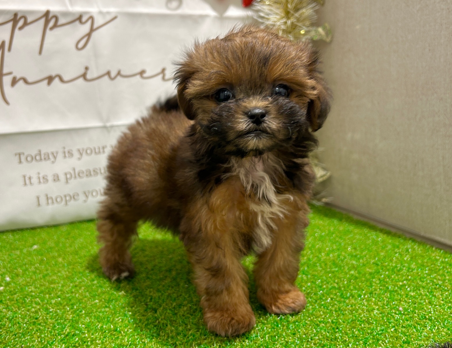 茨城県のハーフ犬・ミックス犬 (ペッツワン水戸店/2025年10月7日生まれ/女の子/レッド)の子犬の2枚目の画像