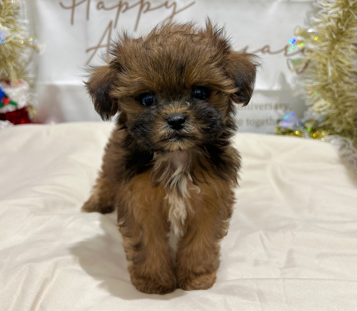 茨城県のハーフ犬・ミックス犬 (ペッツワン水戸店/2025年10月7日生まれ/女の子/レッド)の子犬の1枚目の画像