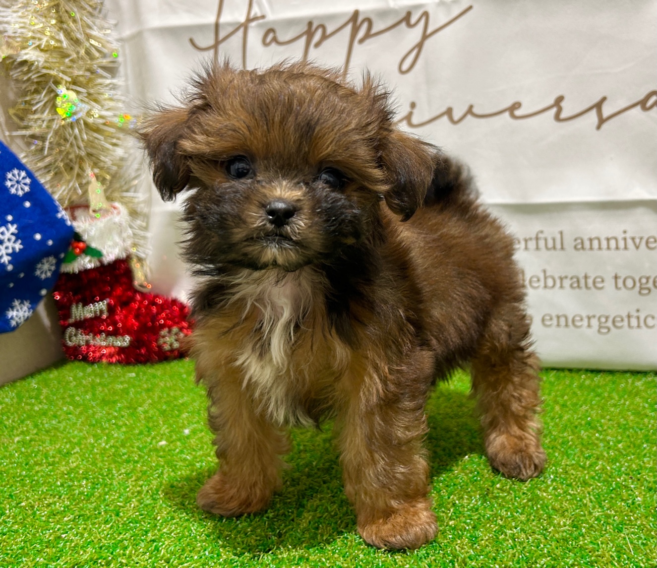 茨城県のハーフ犬・ミックス犬 (ペッツワン水戸店/2025年10月7日生まれ/女の子/レッド)の子犬の3枚目の画像