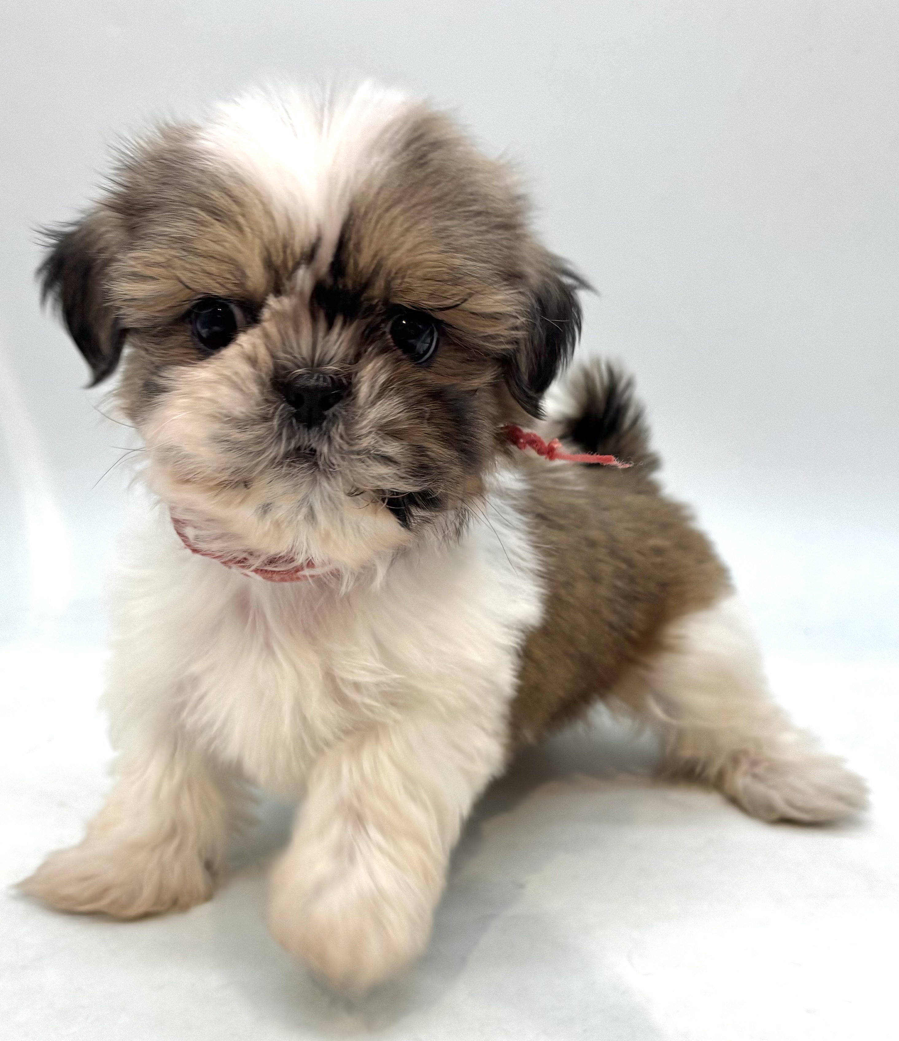 埼玉県のシーズー (ペッツワン行田店/2025年10月13日生まれ/男の子/ゴールドホワイト)の子犬の1枚目の画像