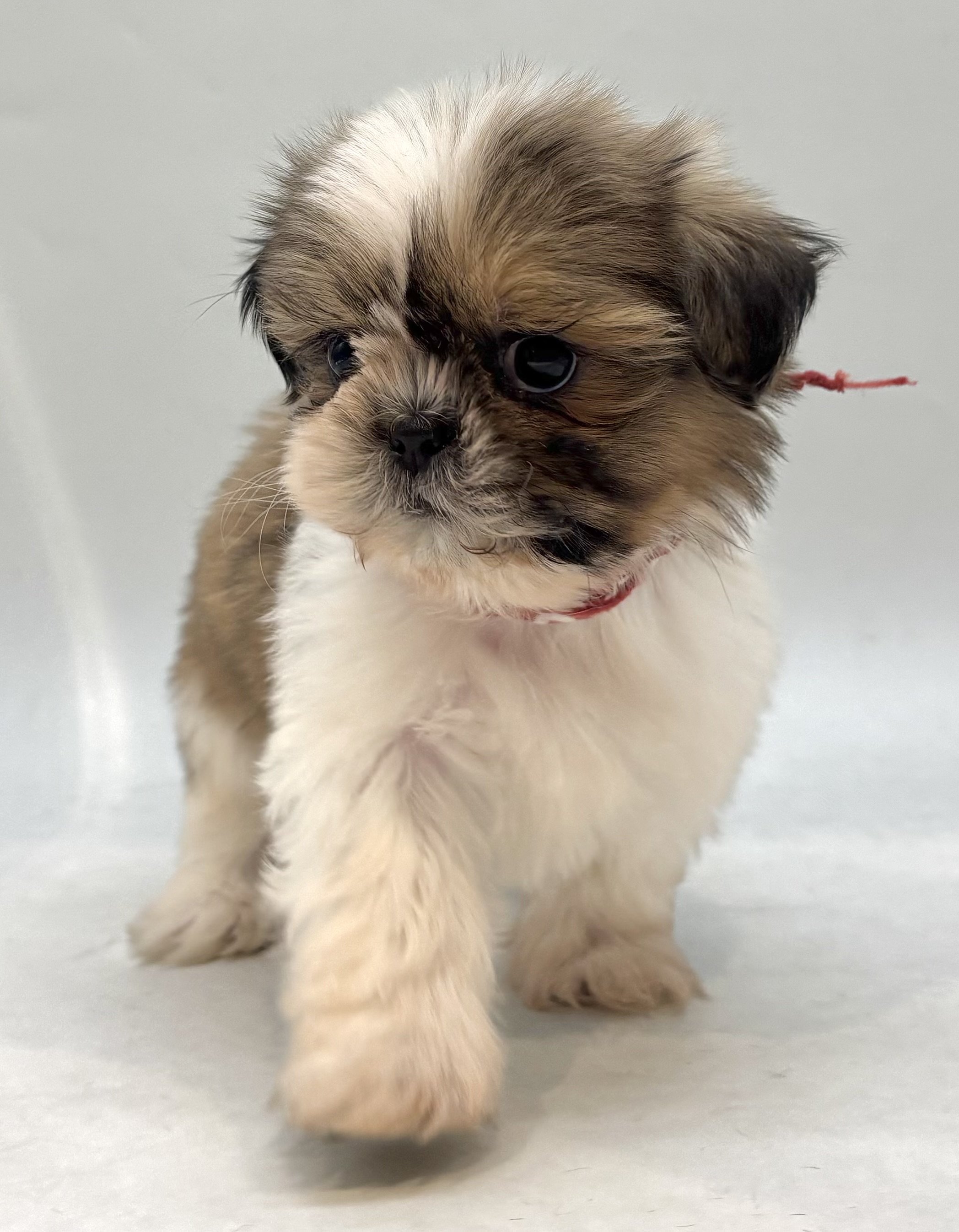 埼玉県のシーズー (ペッツワン行田店/2025年10月13日生まれ/男の子/ゴールドホワイト)の子犬の3枚目の画像