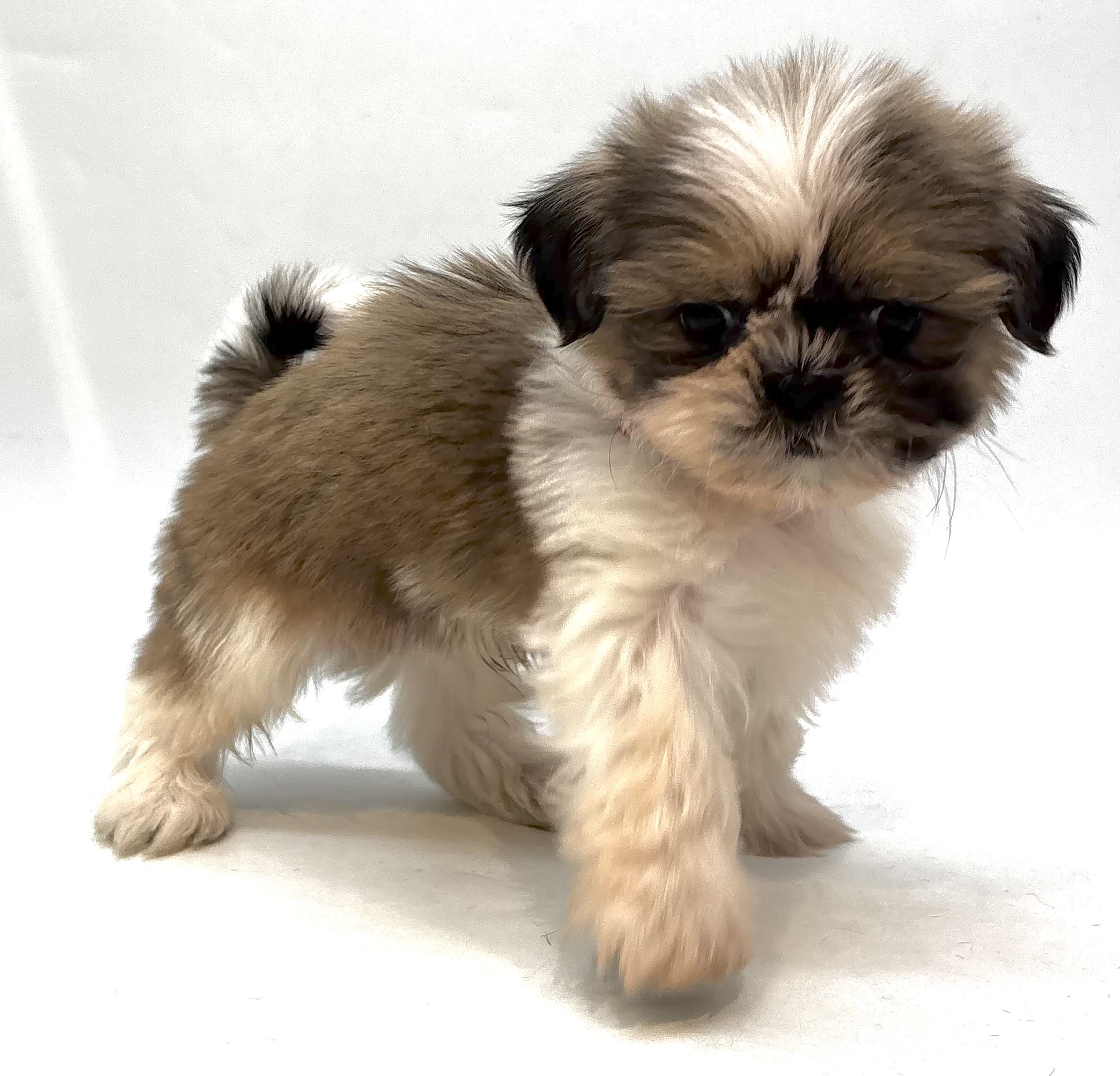 埼玉県のシーズー (ペッツワン行田店/2025年10月13日生まれ/男の子/ゴールドホワイト)の子犬の2枚目の画像