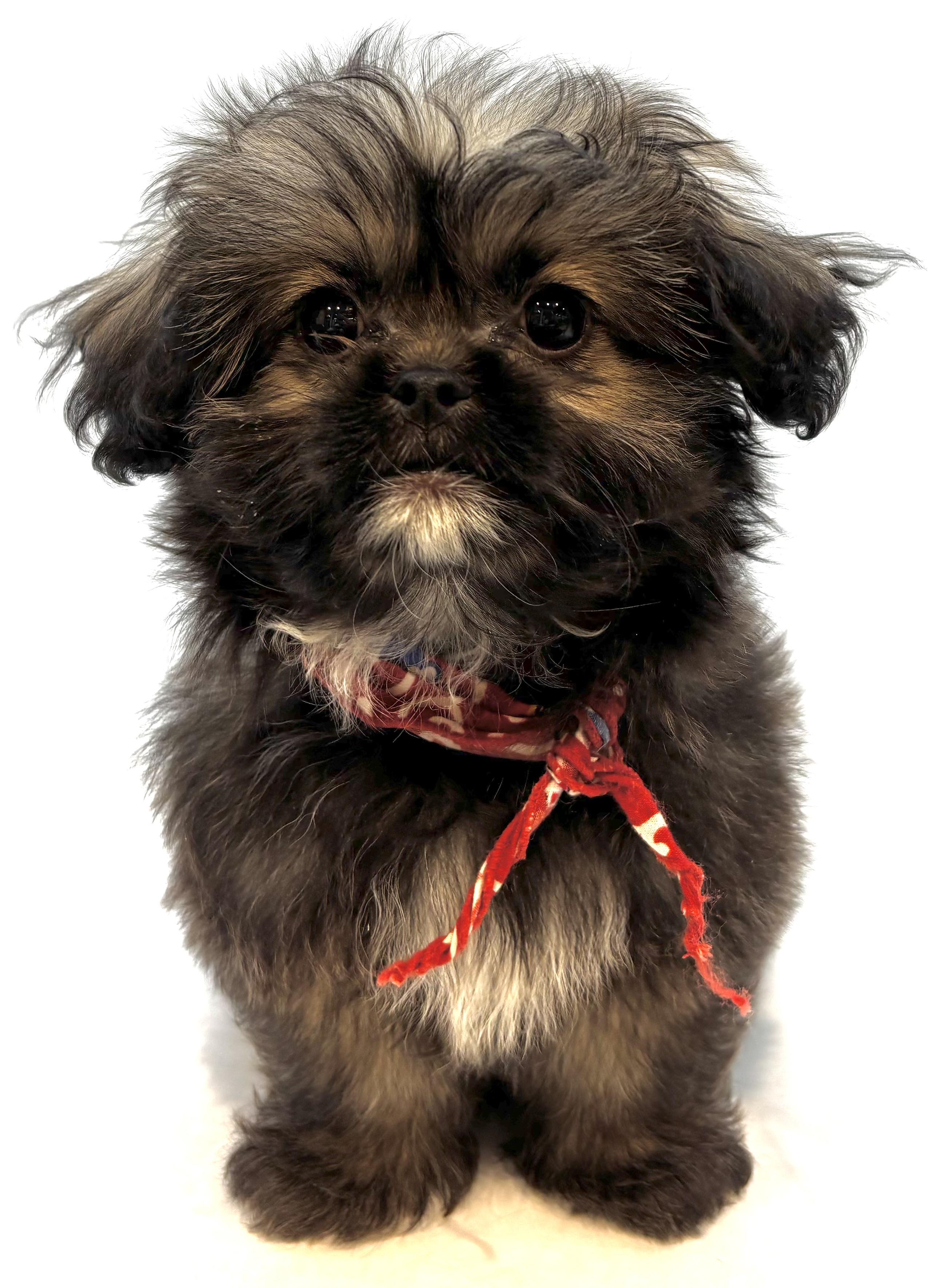 埼玉県のハーフ犬・ミックス犬 (ペッツワン行田店/2025年9月1日生まれ/男の子/フォーン)の子犬の1枚目の画像