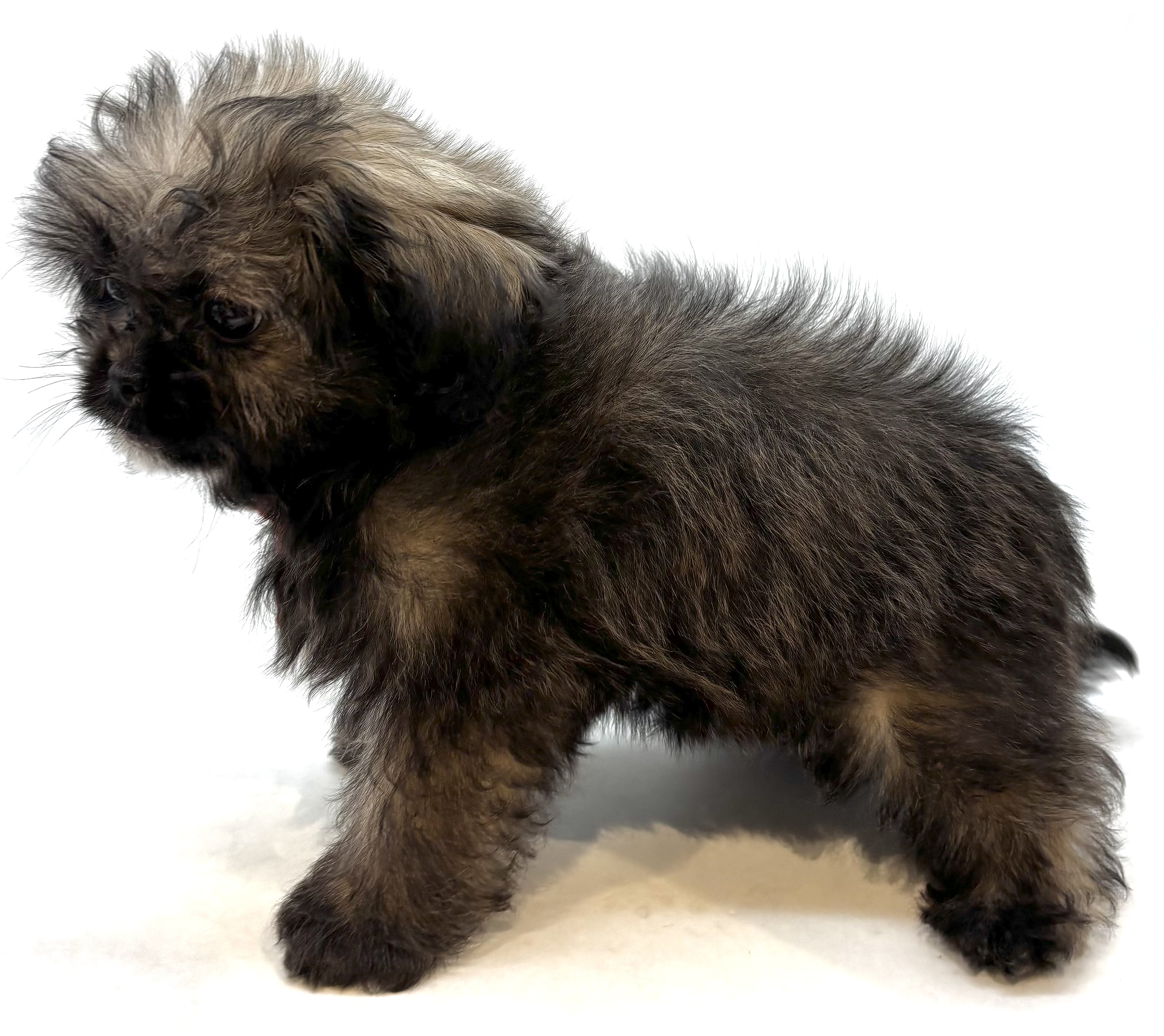 埼玉県のハーフ犬・ミックス犬 (ペッツワン行田店/2025年9月1日生まれ/男の子/フォーン)の子犬の2枚目の画像