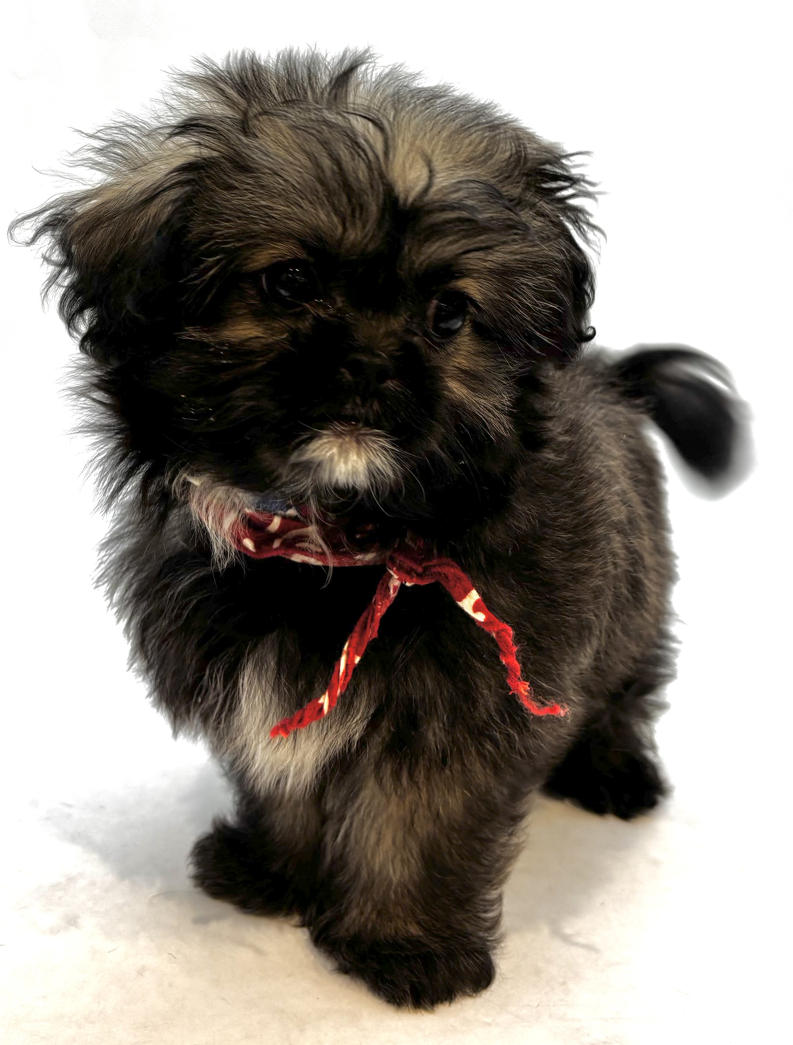 埼玉県のハーフ犬・ミックス犬 (ペッツワン行田店/2025年9月1日生まれ/男の子/フォーン)の子犬の3枚目の画像