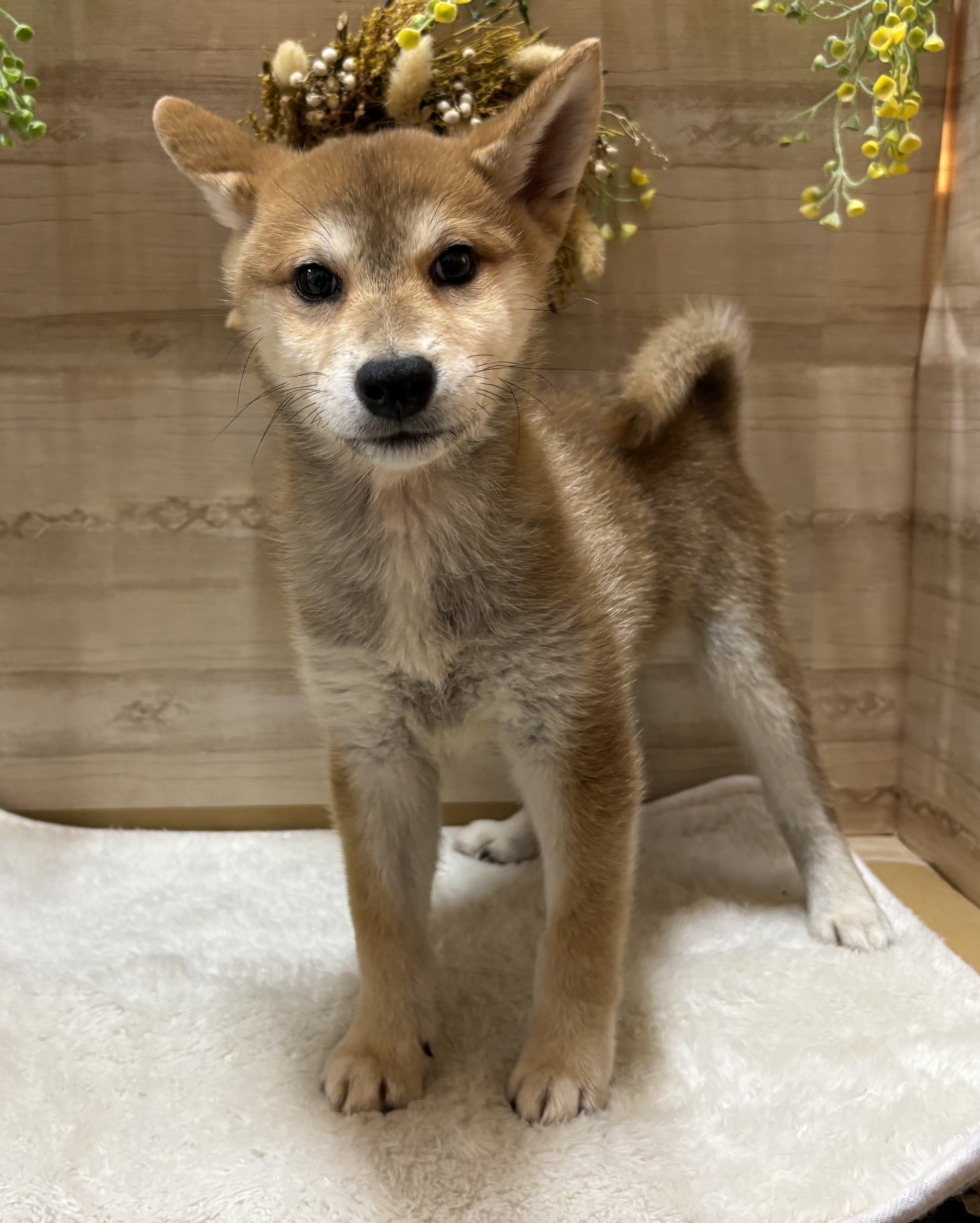 三重県の柴犬(標準サイズ) (ペッツワンみえ川越インター店/2025年9月15日生まれ/男の子/赤)の子犬の2枚目の画像