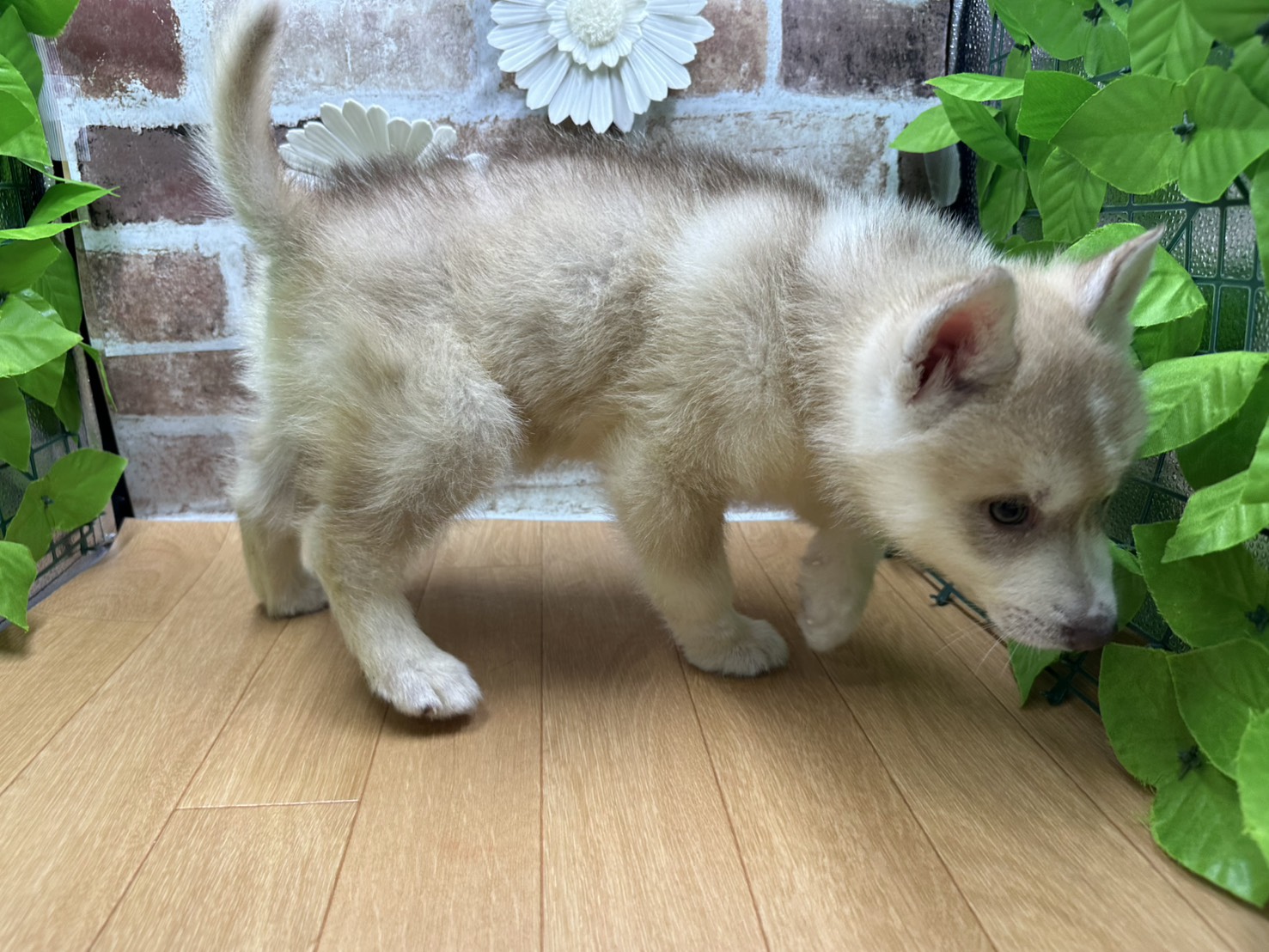 福島県のシベリアンハスキー (ペッツワン白河モール店/2025年10月4日生まれ/男の子/レッド)の子犬の2枚目の画像