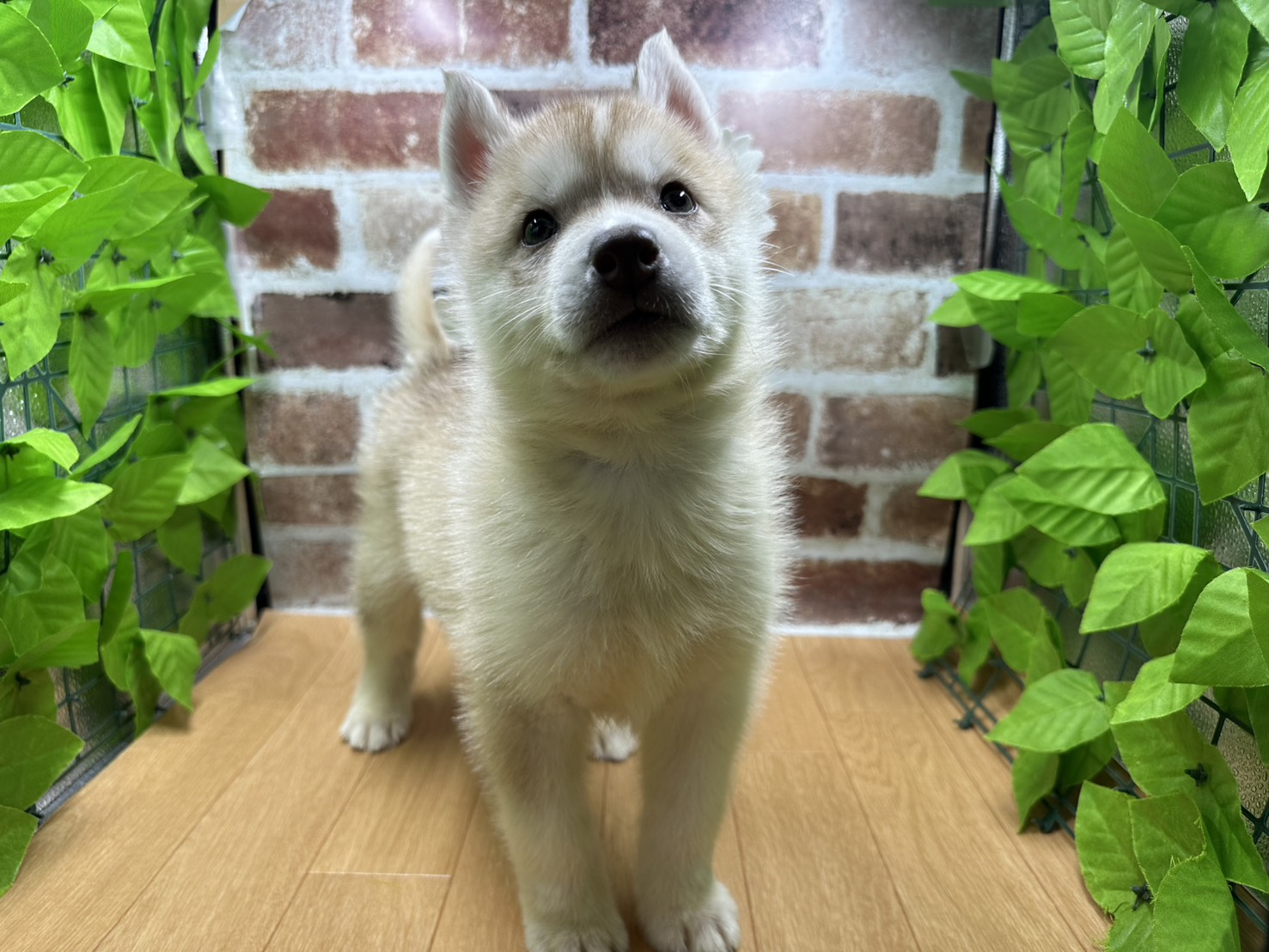 福島県のシベリアンハスキー (ペッツワン白河モール店/2025年10月4日生まれ/男の子/レッド)の子犬の1枚目の画像