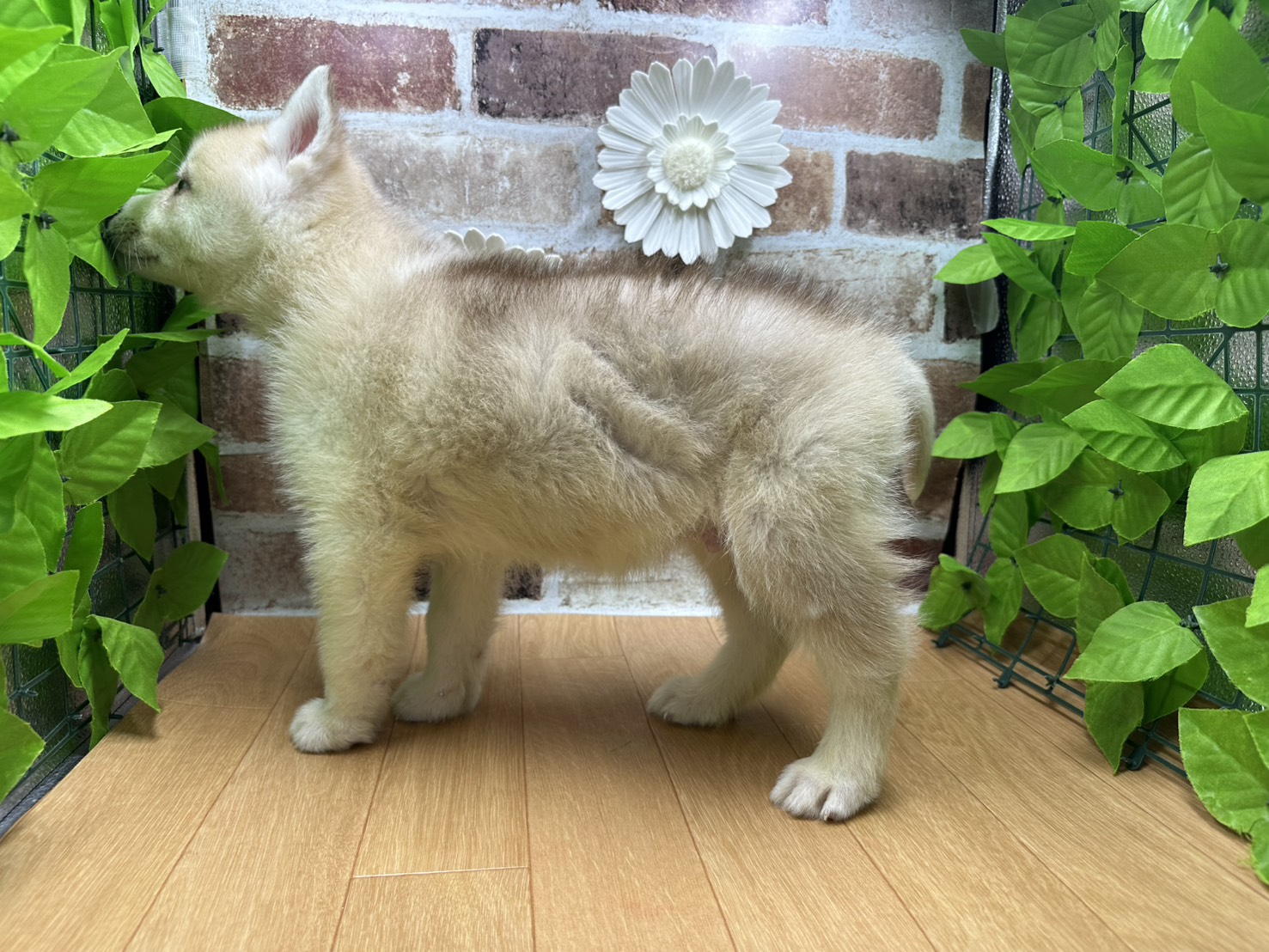 福島県のシベリアンハスキー (ペッツワン白河モール店/2025年10月4日生まれ/男の子/レッド)の子犬の3枚目の画像