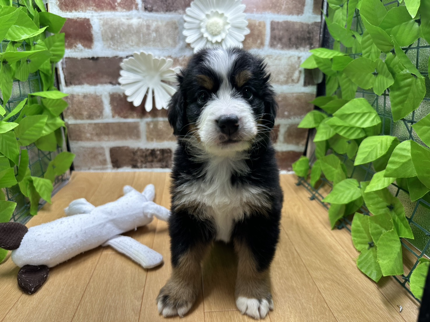 福島県のバーニーズマウンテンドッグ (ペッツワン白河モール店/2025年10月11日生まれ/男の子/ブラックラストホワイト)の子犬の1枚目の画像