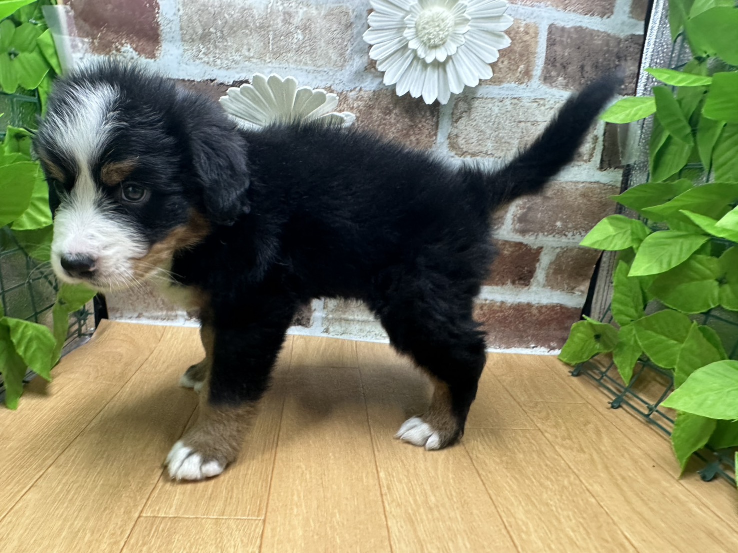 福島県のバーニーズマウンテンドッグ (ペッツワン白河モール店/2025年10月11日生まれ/男の子/ブラックラストホワイト)の子犬の3枚目の画像